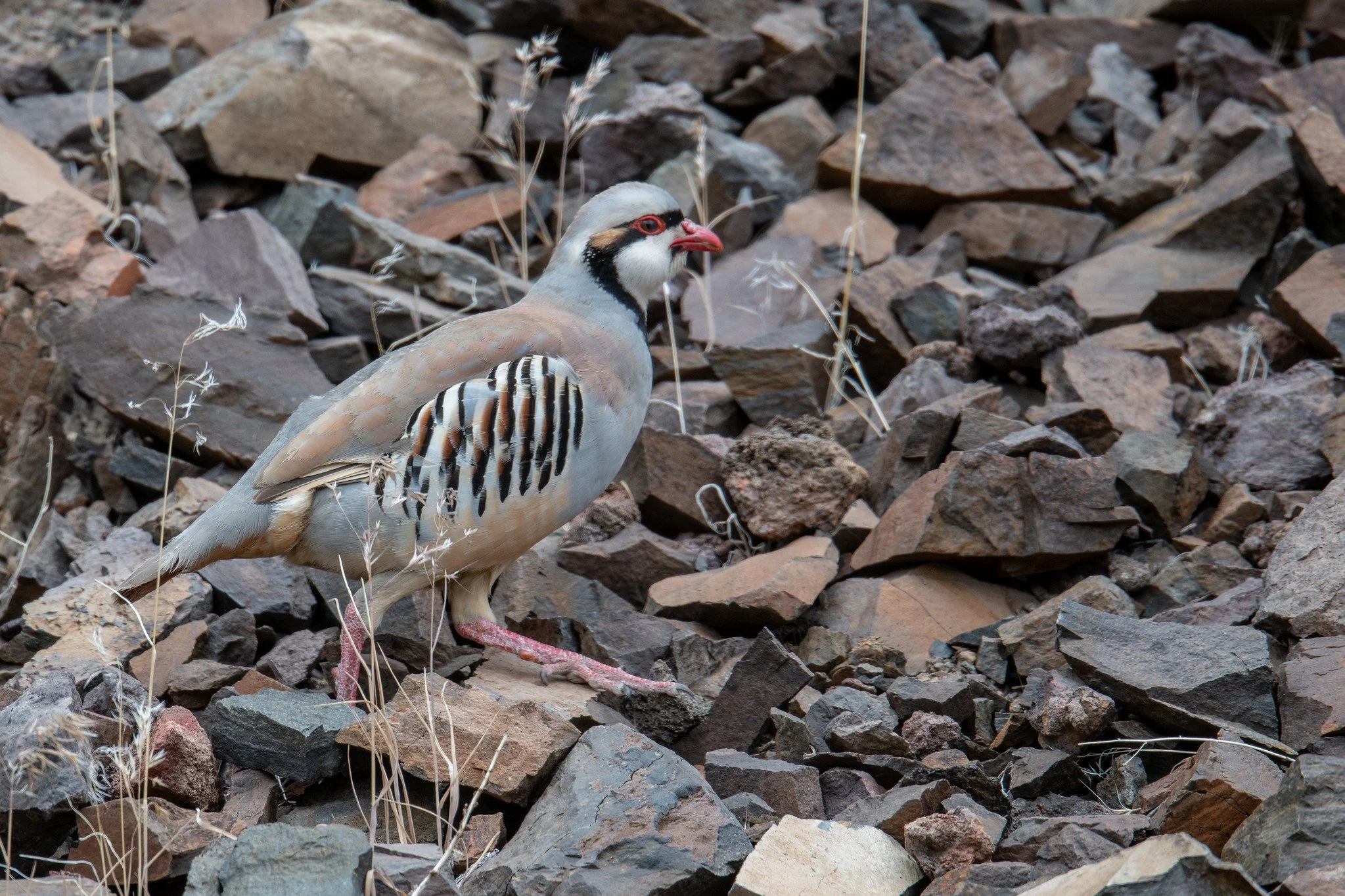 Chukar (Alectoris chukar)