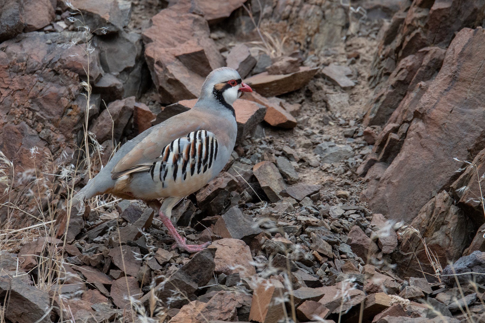 Chukar (Alectoris chukar)