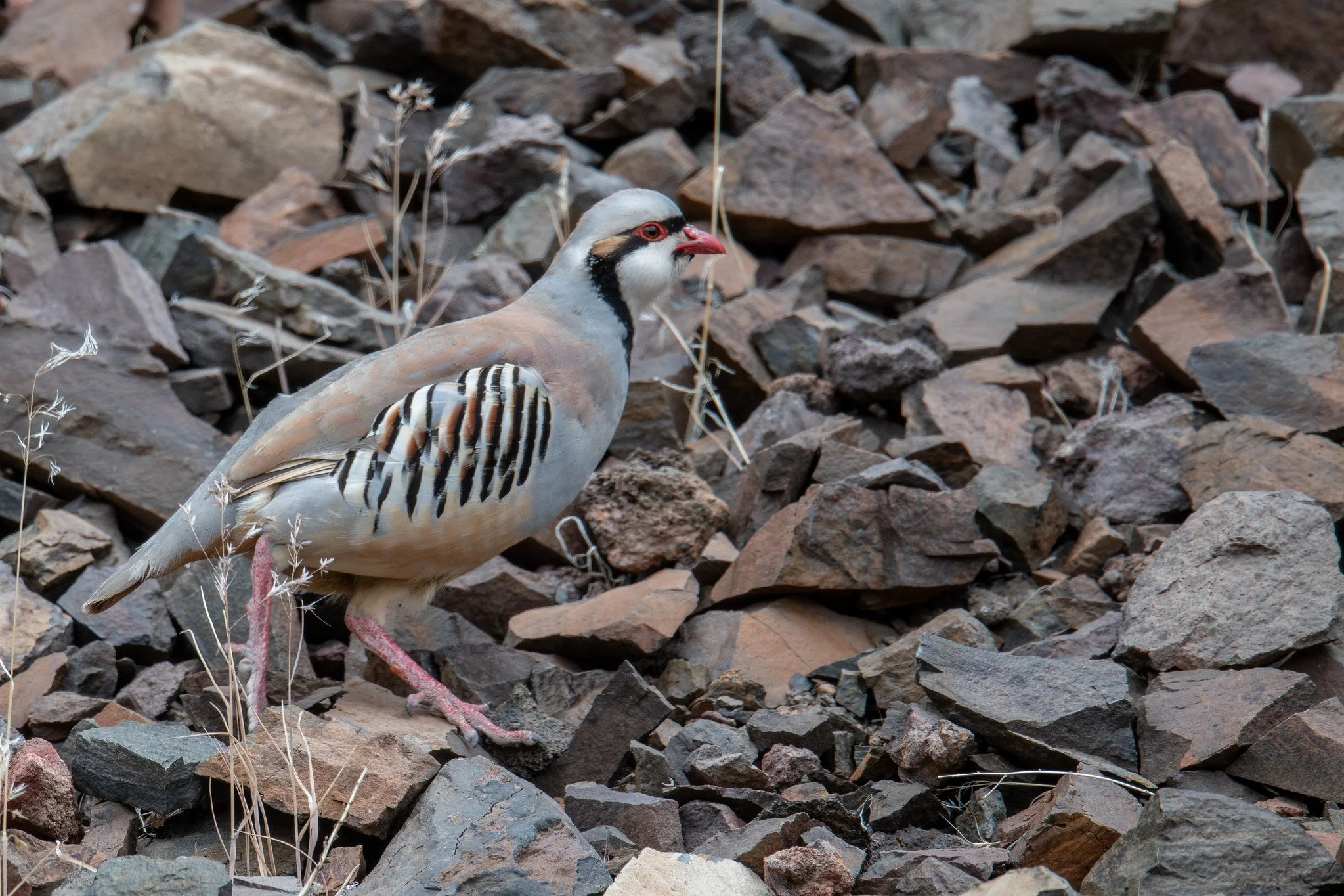 Chukar (Alectoris chukar)