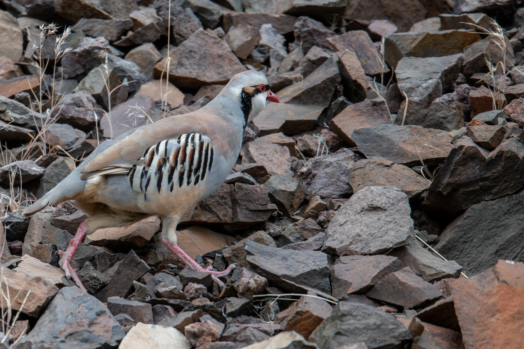 Chukar (Alectoris chukar)