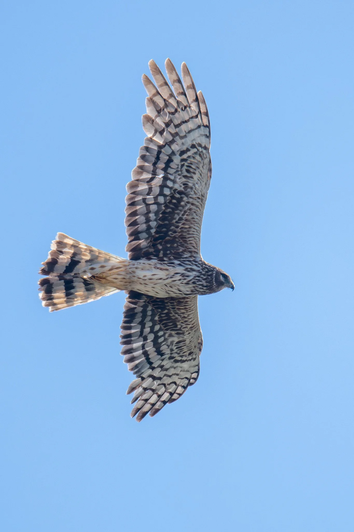 Northern Harrier (Circus hudsonius)