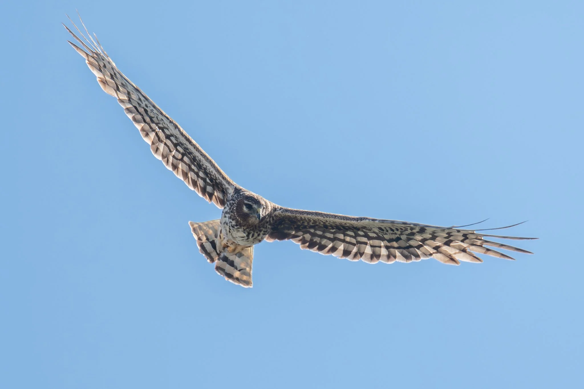 Northern Harrier (Circus hudsonius)
