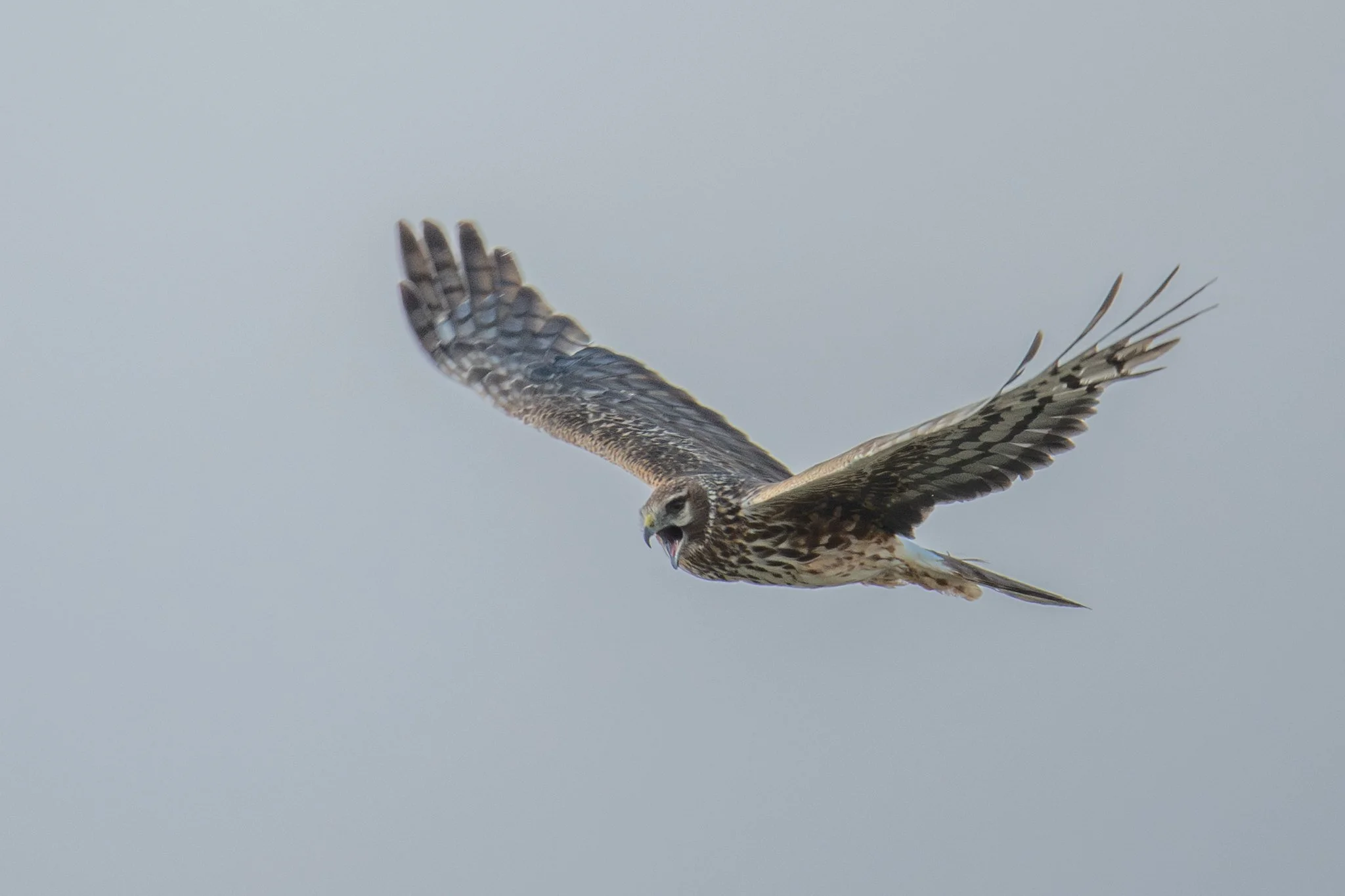 Northern Harrier (Circus hudsonius)