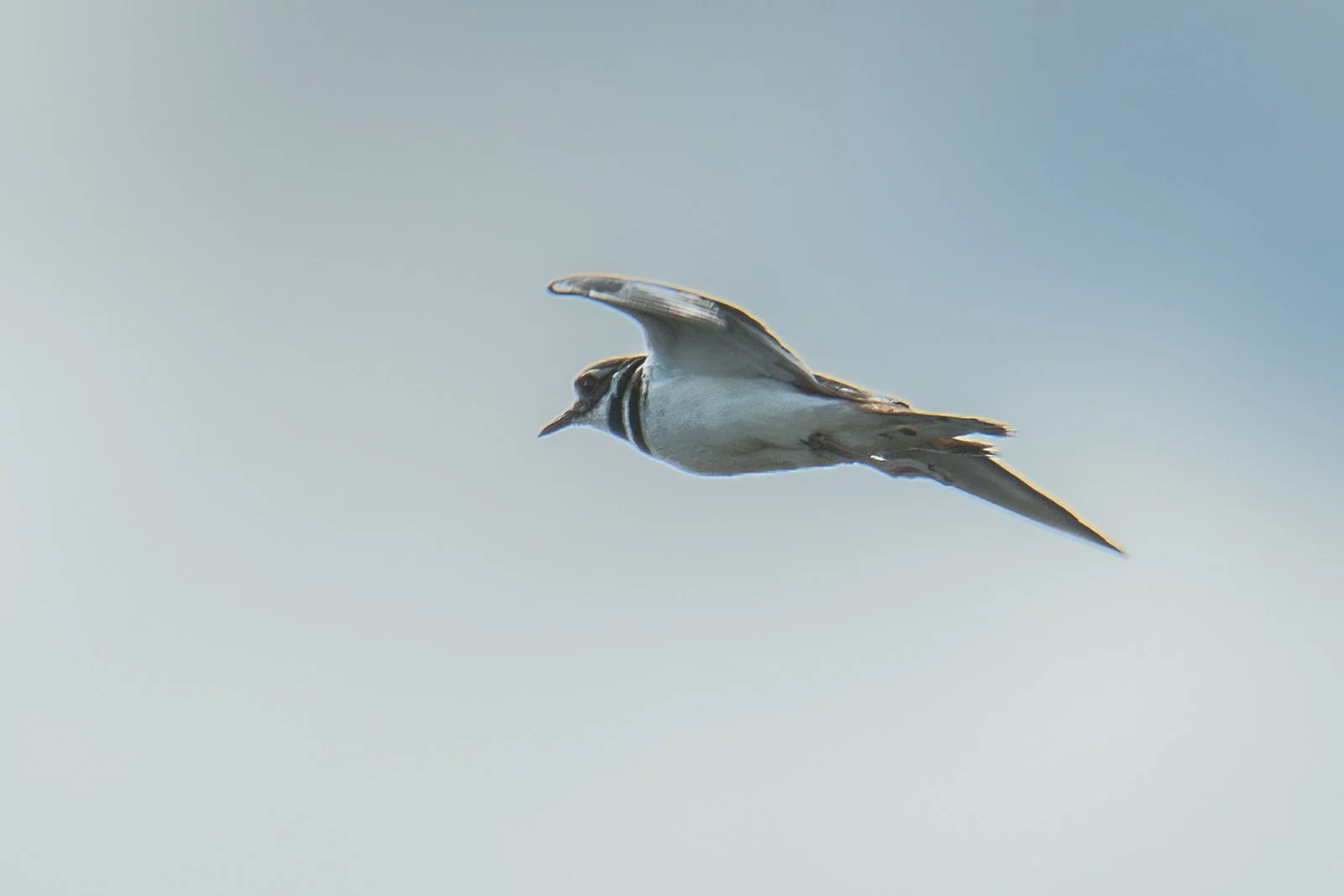Killdeer (Charadrius vociferus)