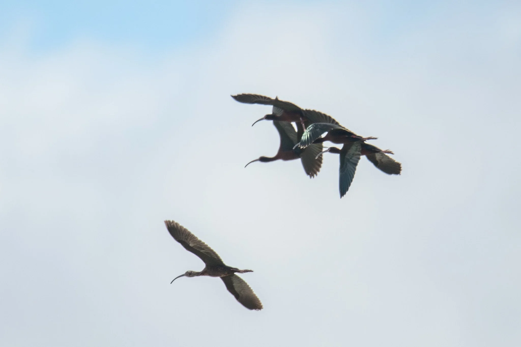 White-faced Ibis (Plegadis chihi)