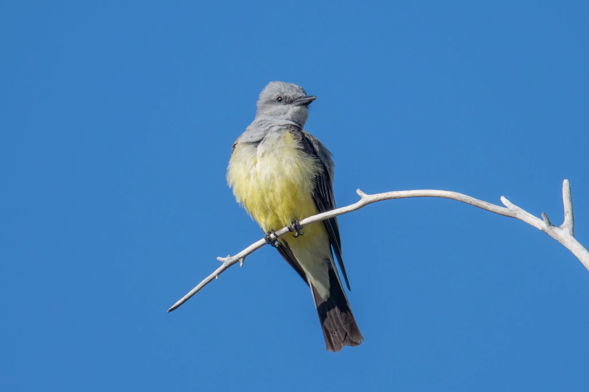 Western Kingbird (Tyrannus verticalis)