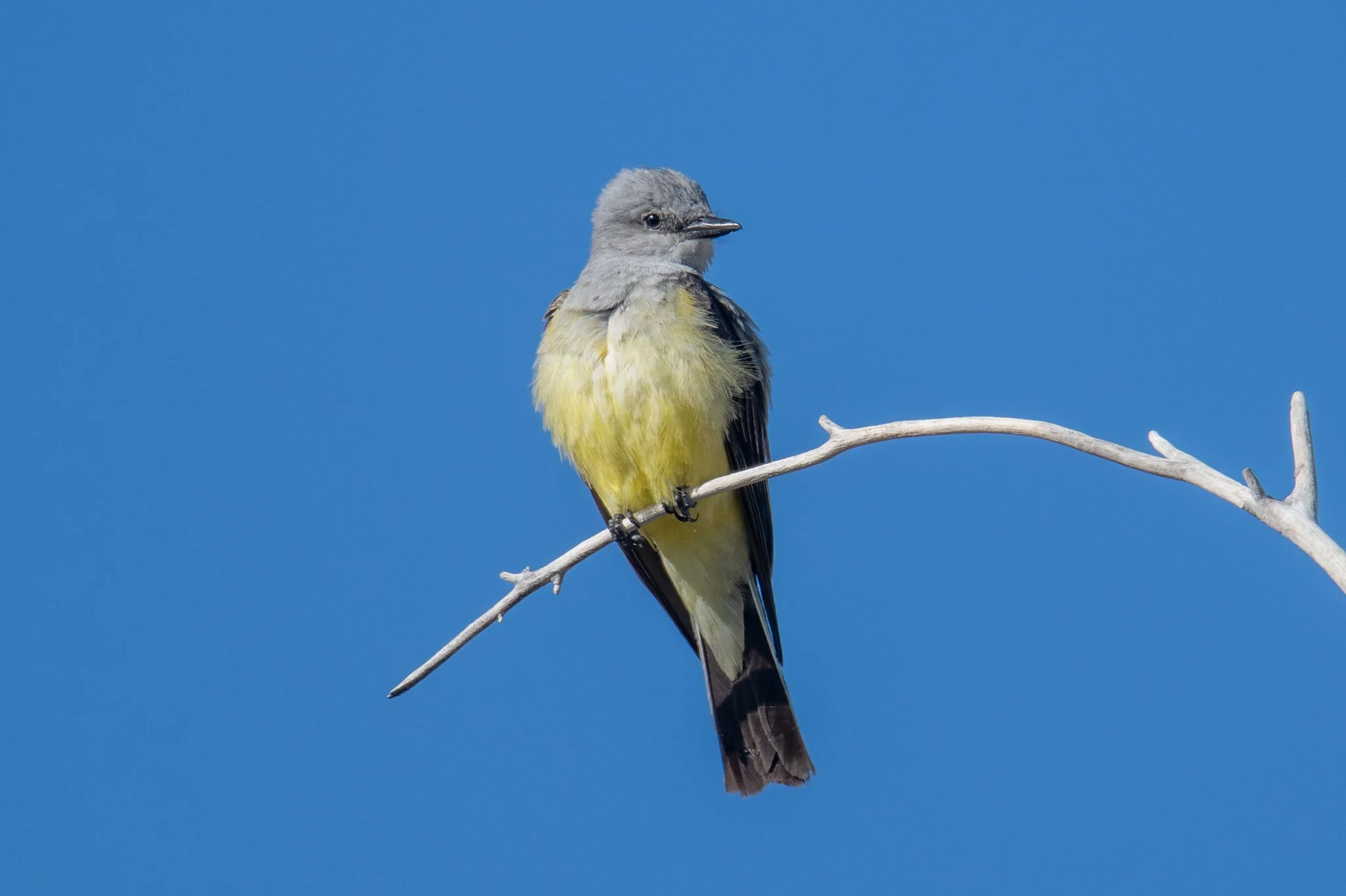 Western Kingbird (Tyrannus verticalis)
