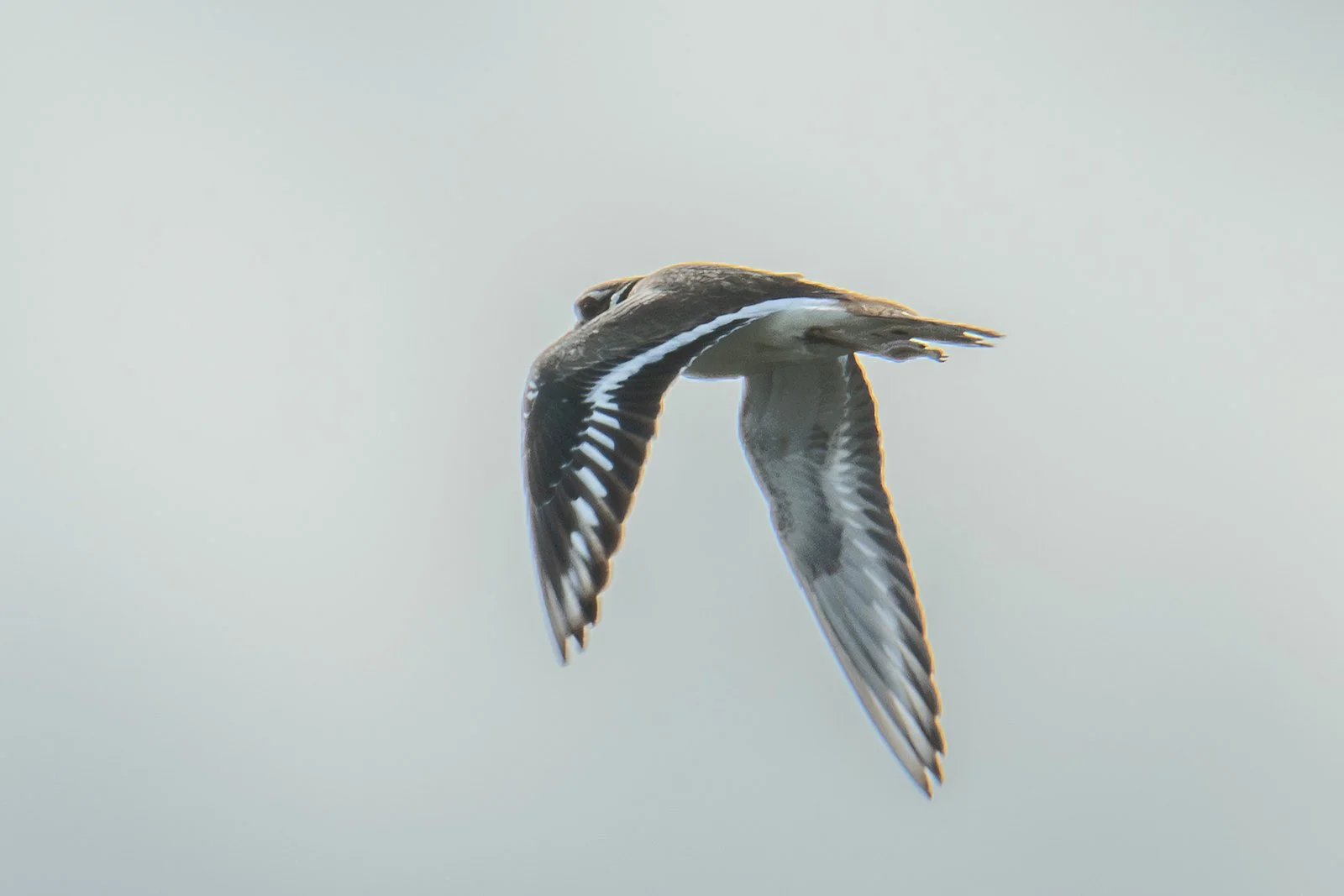 Killdeer (Charadrius vociferus)