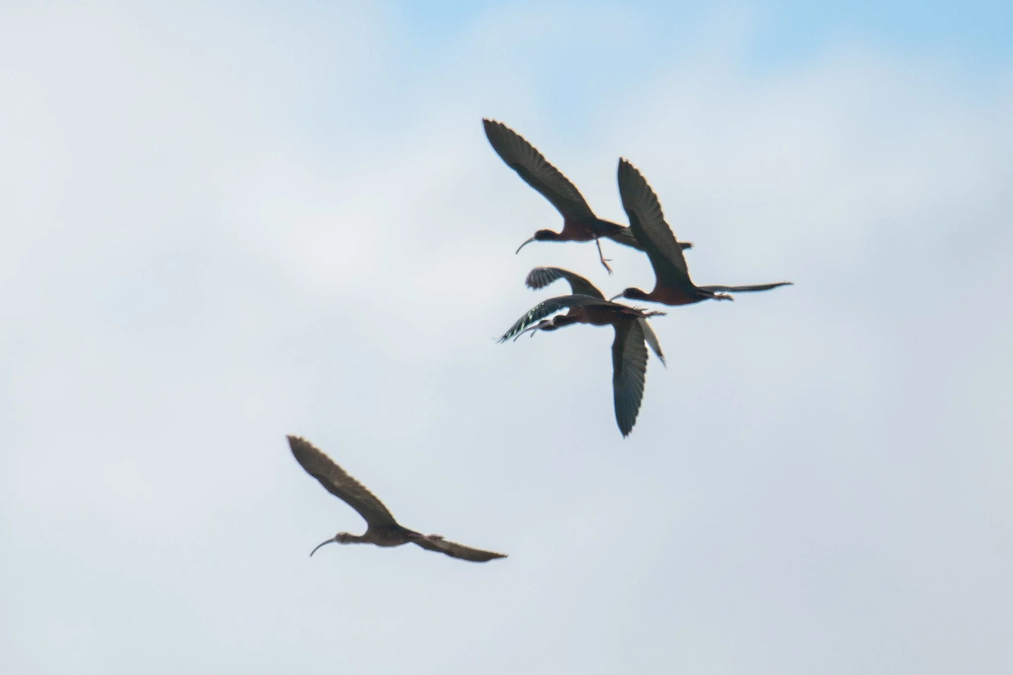 White-faced Ibis (Plegadis chihi)