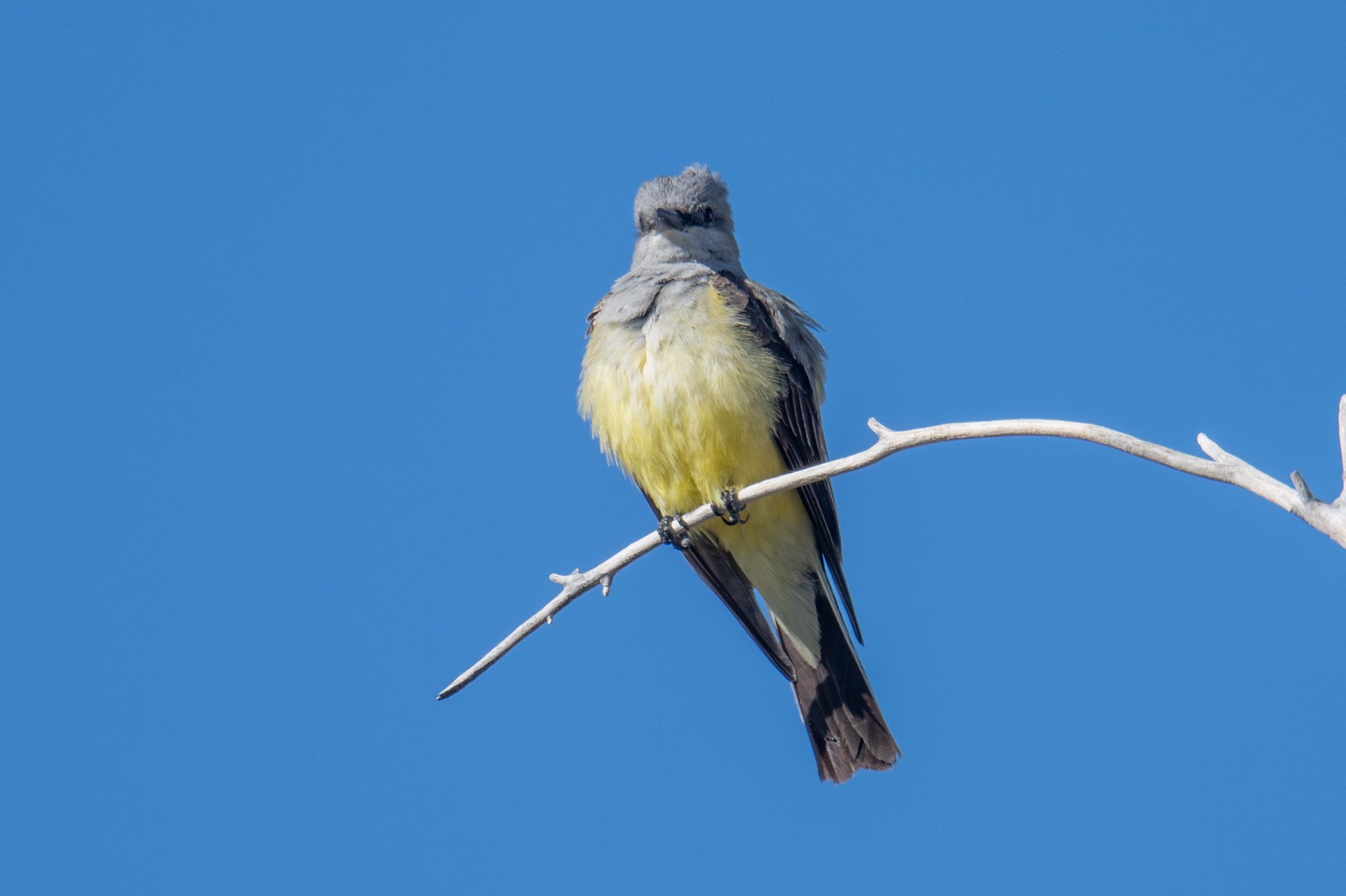 Western Kingbird (Tyrannus verticalis)