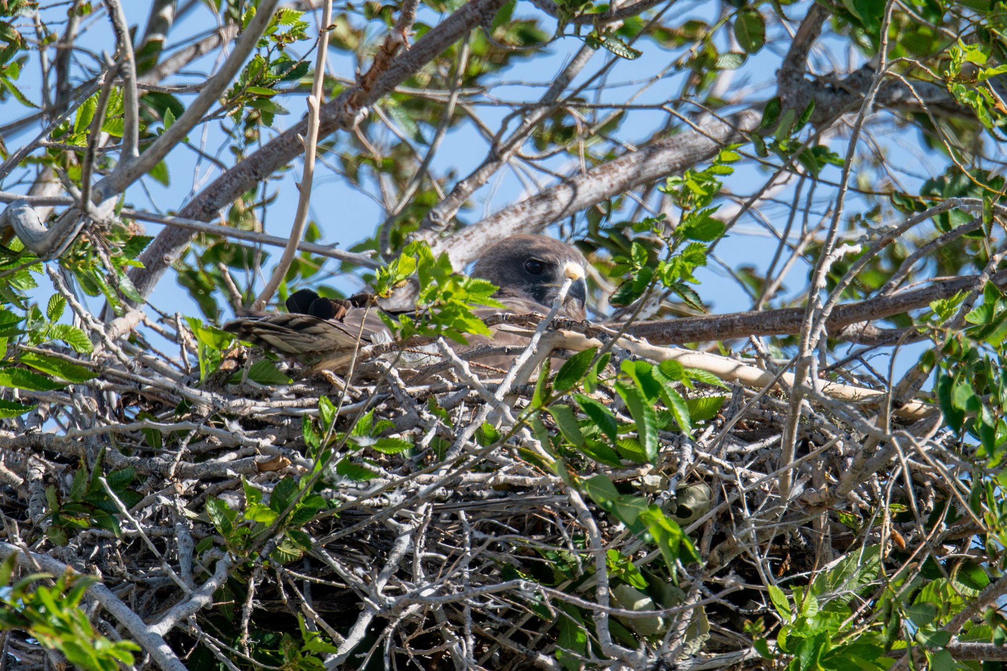 Swainson's Hawk (Buteo swainsoni)