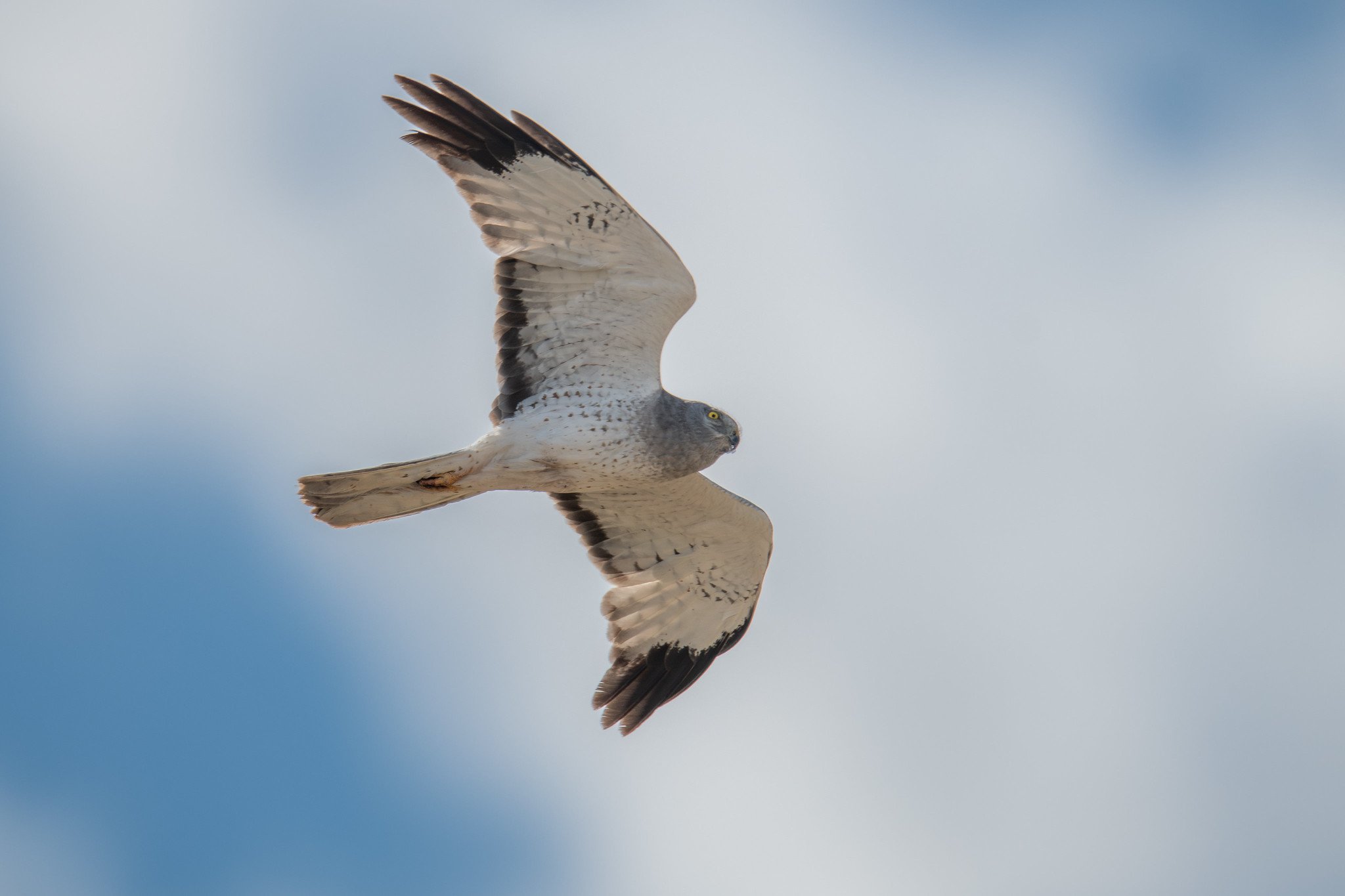 Northern Harrier (Circus hudsonius)
