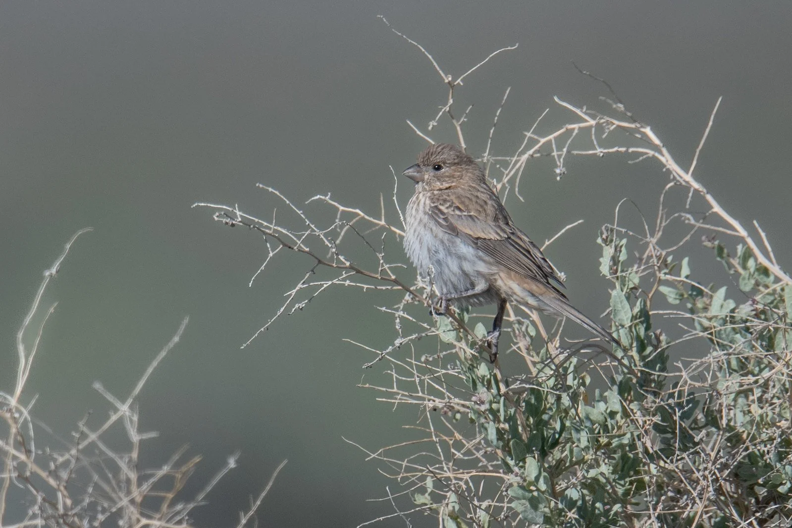 House Finch (Haemorhous mexicanus)