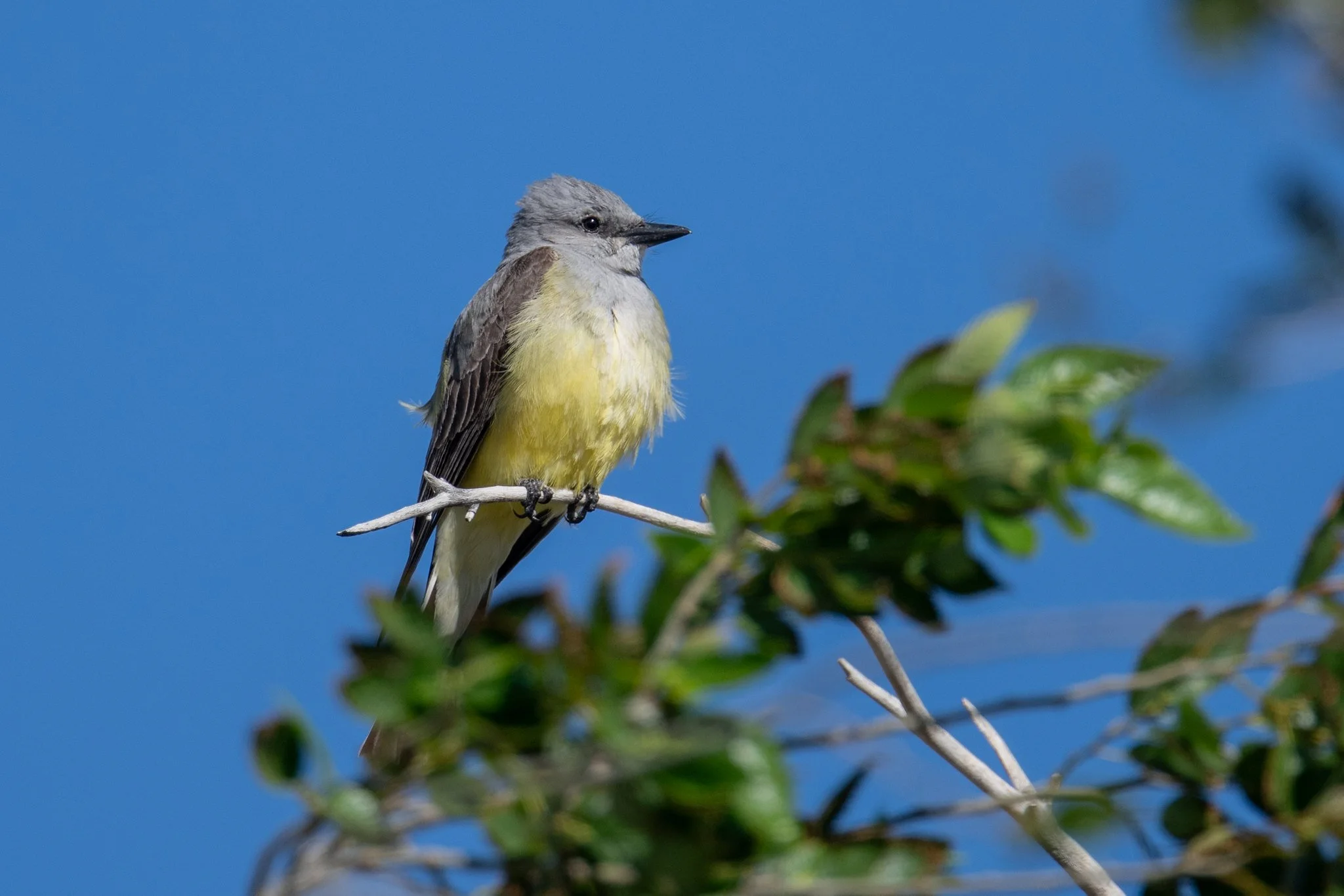 Western Kingbird (Tyrannus verticalis)