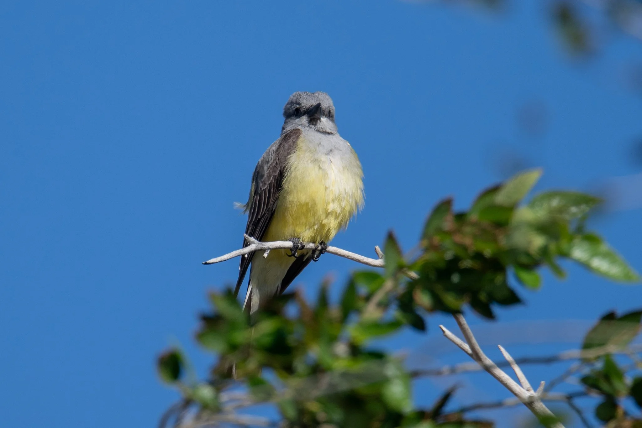 Western Kingbird (Tyrannus verticalis)