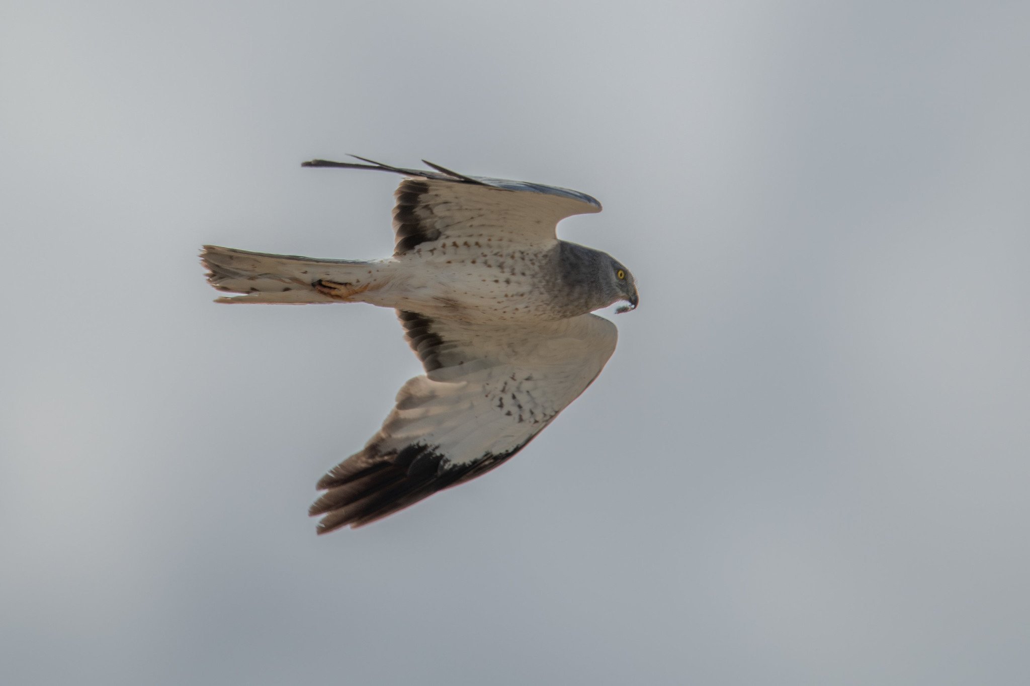 Northern Harrier (Circus hudsonius)