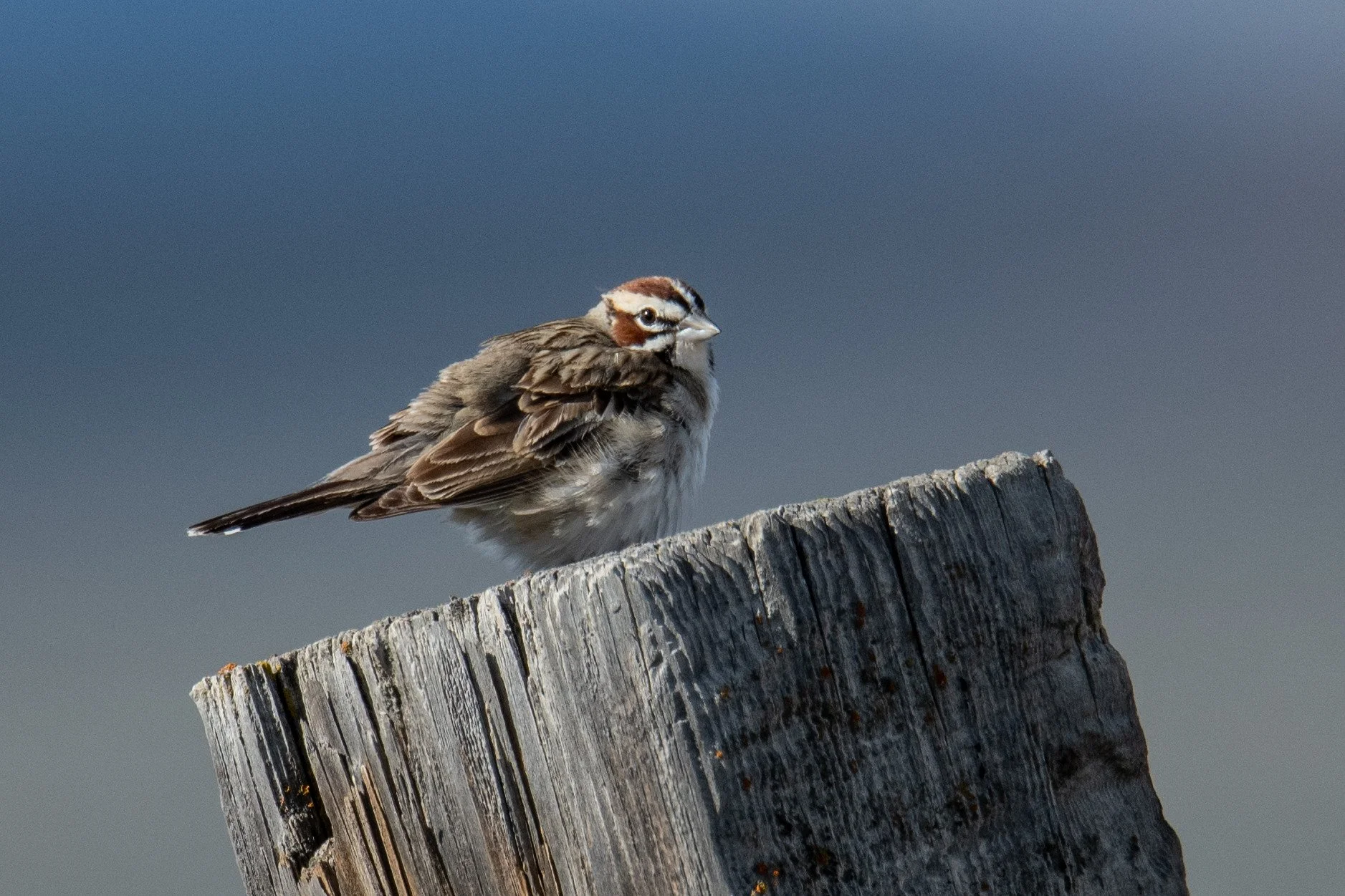 Lark Sparrow (Chondestes grammacus)
