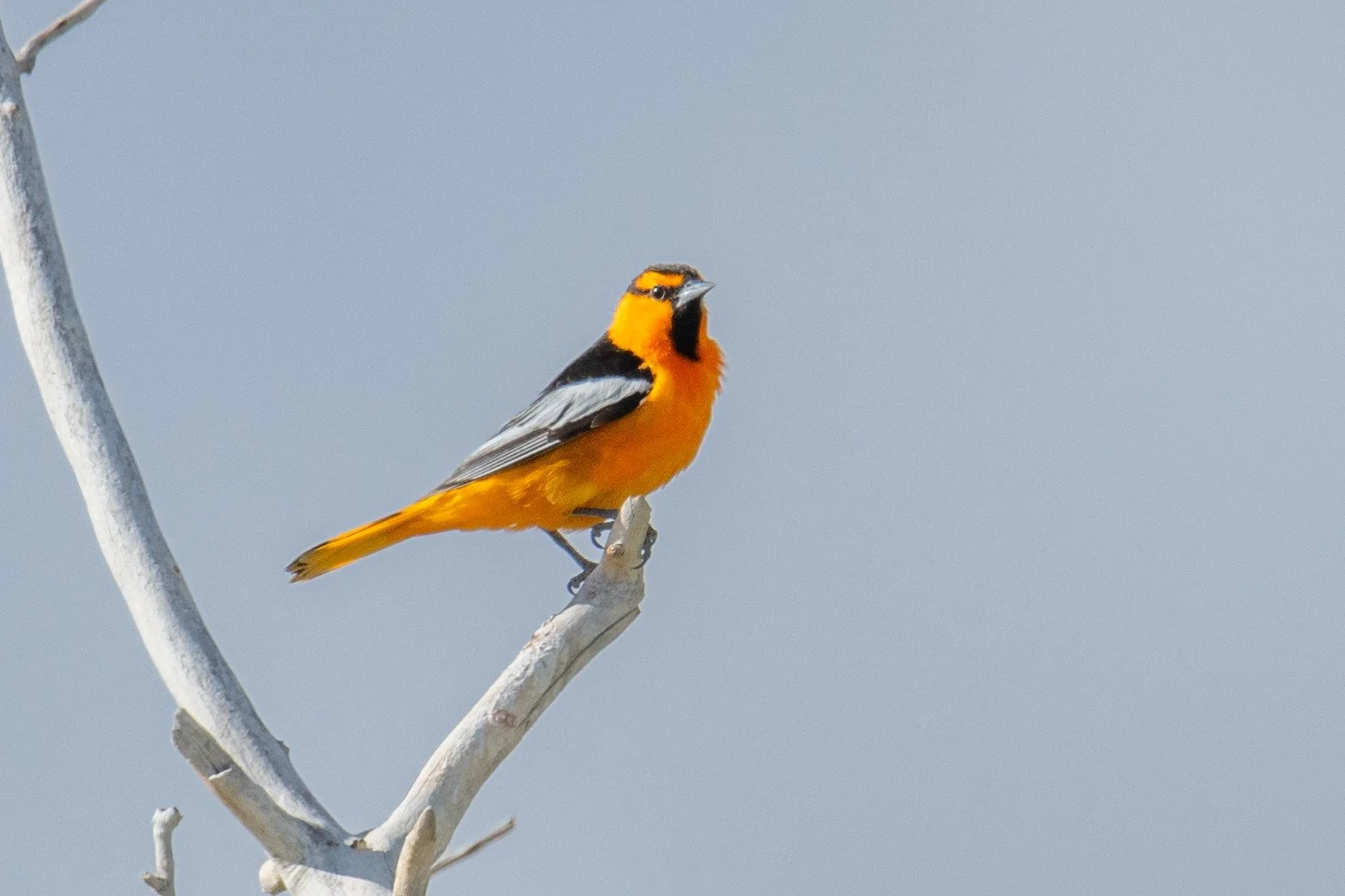 Bullock's Oriole (Icterus bullockii)