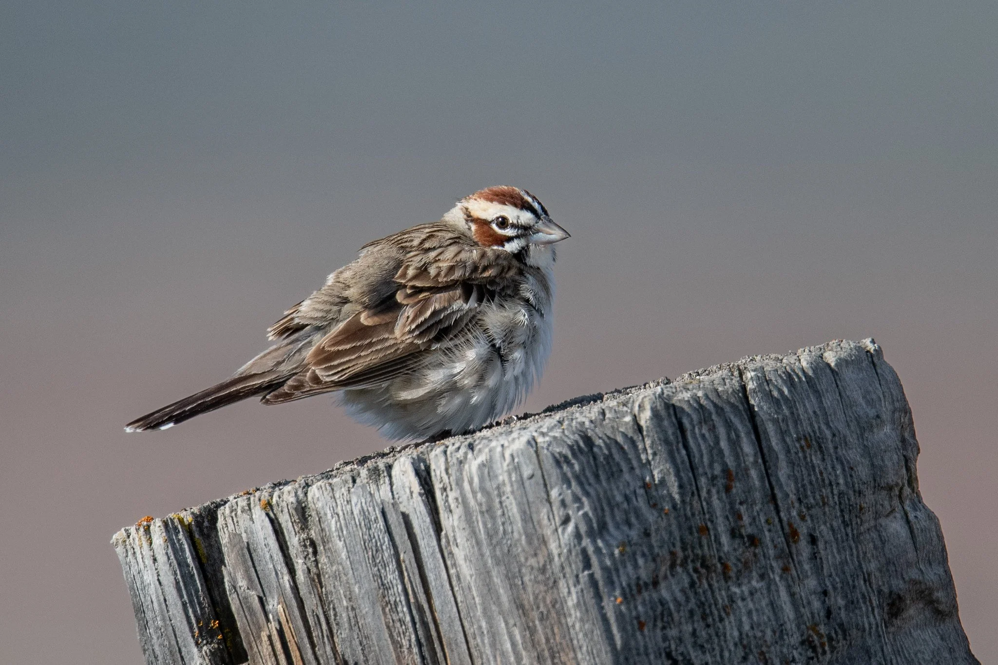 Lark Sparrow (Chondestes grammacus)