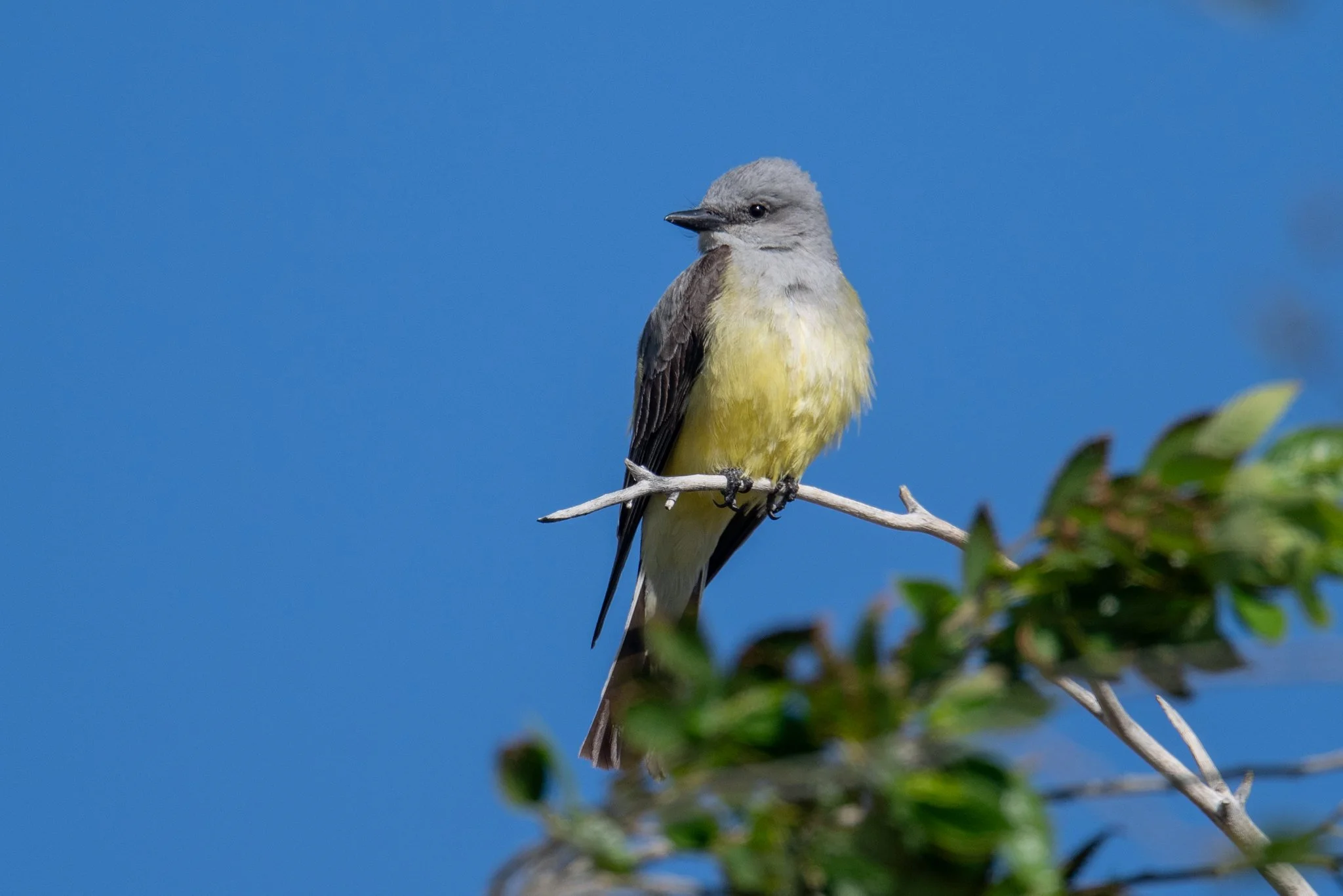 Western Kingbird (Tyrannus verticalis)