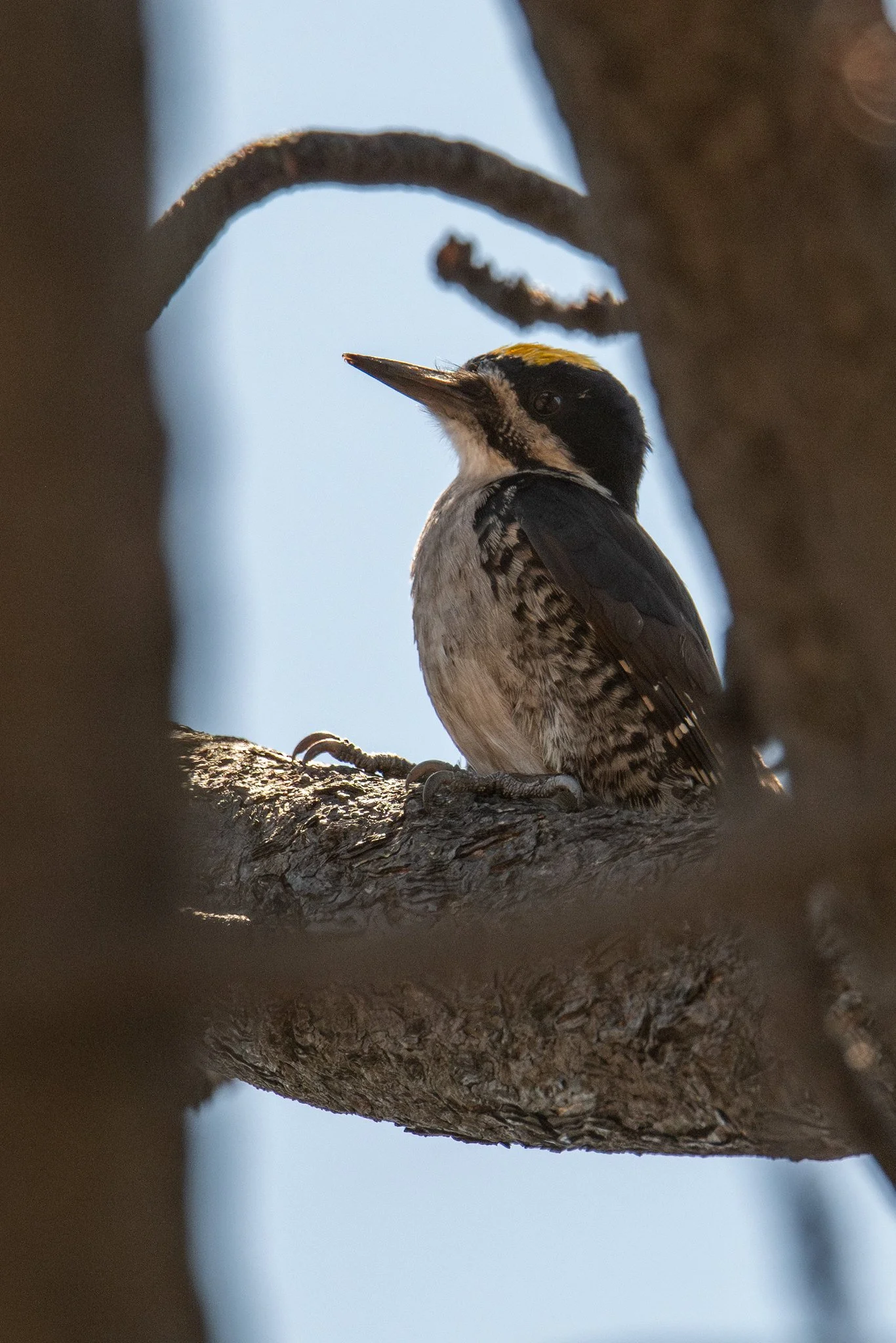 Black-backed Woodpecker (Picoides arcticus)