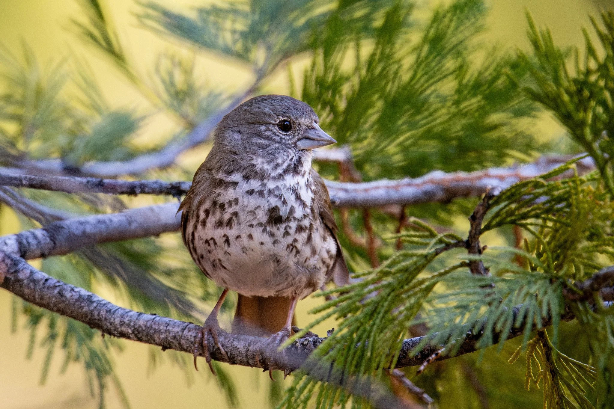 Fox Sparrow, Thick-billed (Passerella iliaca [megarhyncha Group])