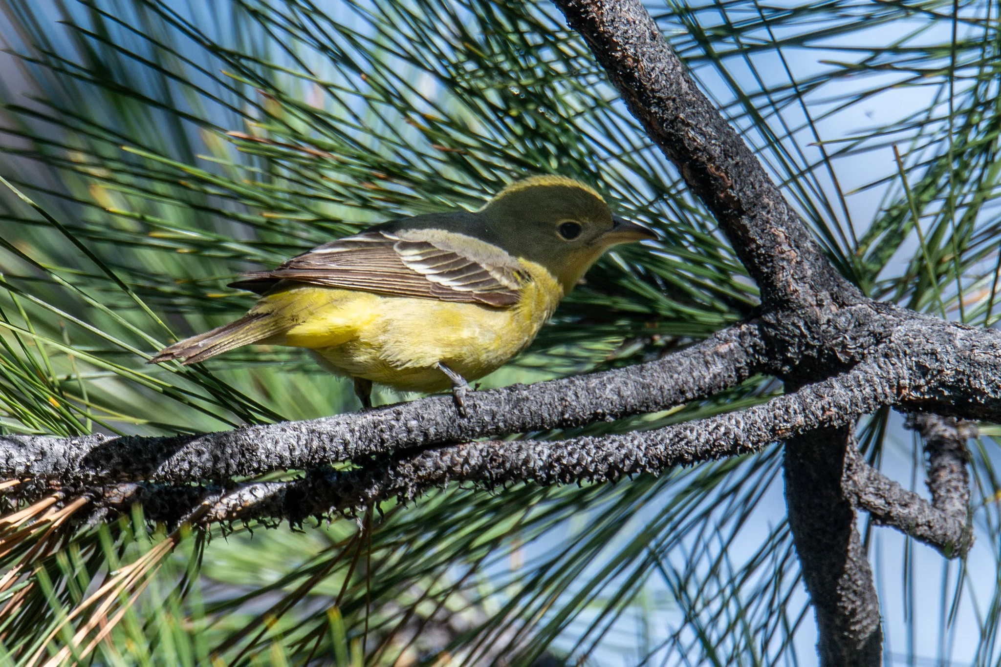 Western Tanager (Piranga ludoviciana)