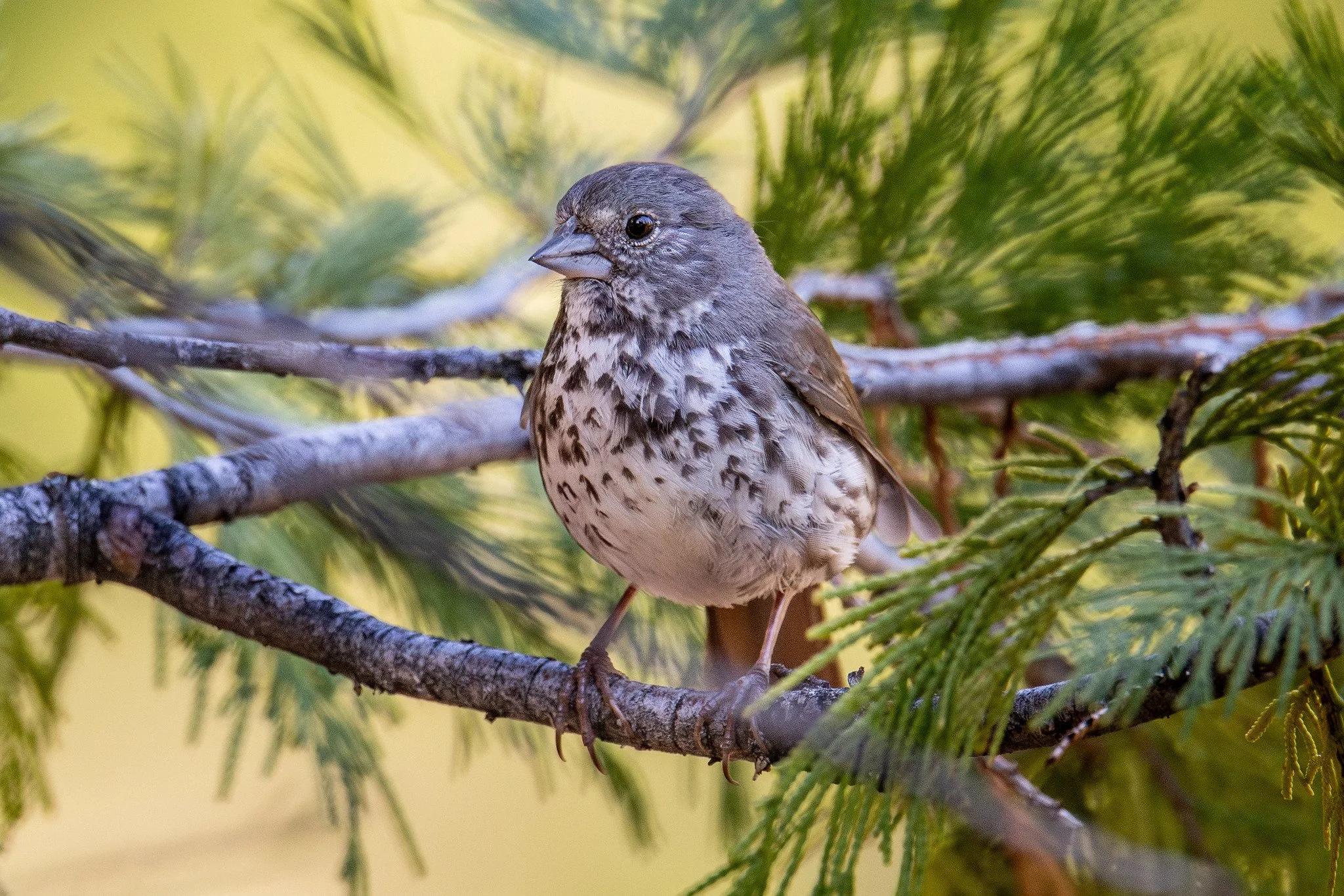Fox Sparrow, Thick-billed (Passerella iliaca [megarhyncha Group])