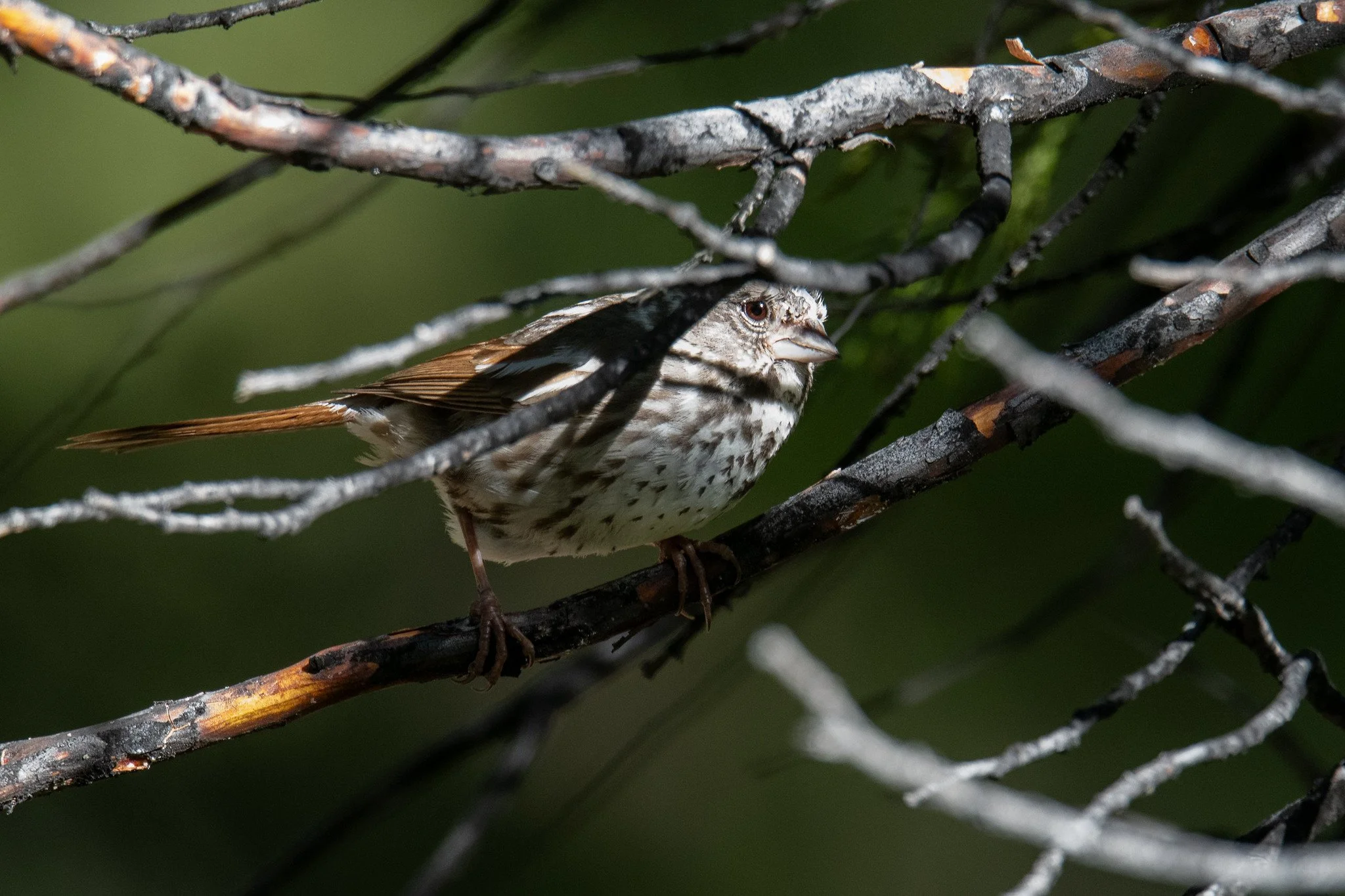Fox Sparrow, Thick-billed (Passerella iliaca [megarhyncha Group])