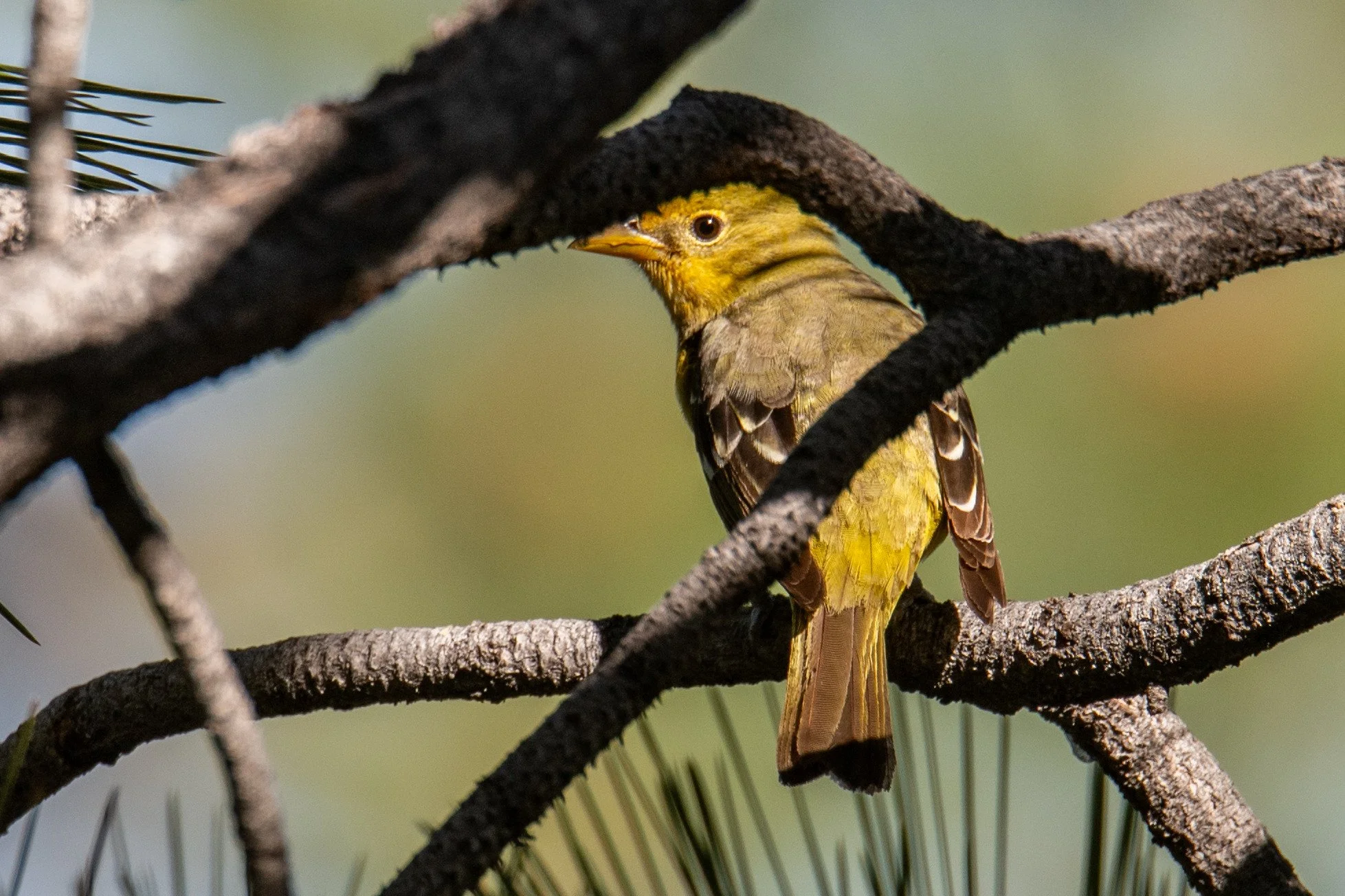 Western Tanager (Piranga ludoviciana)