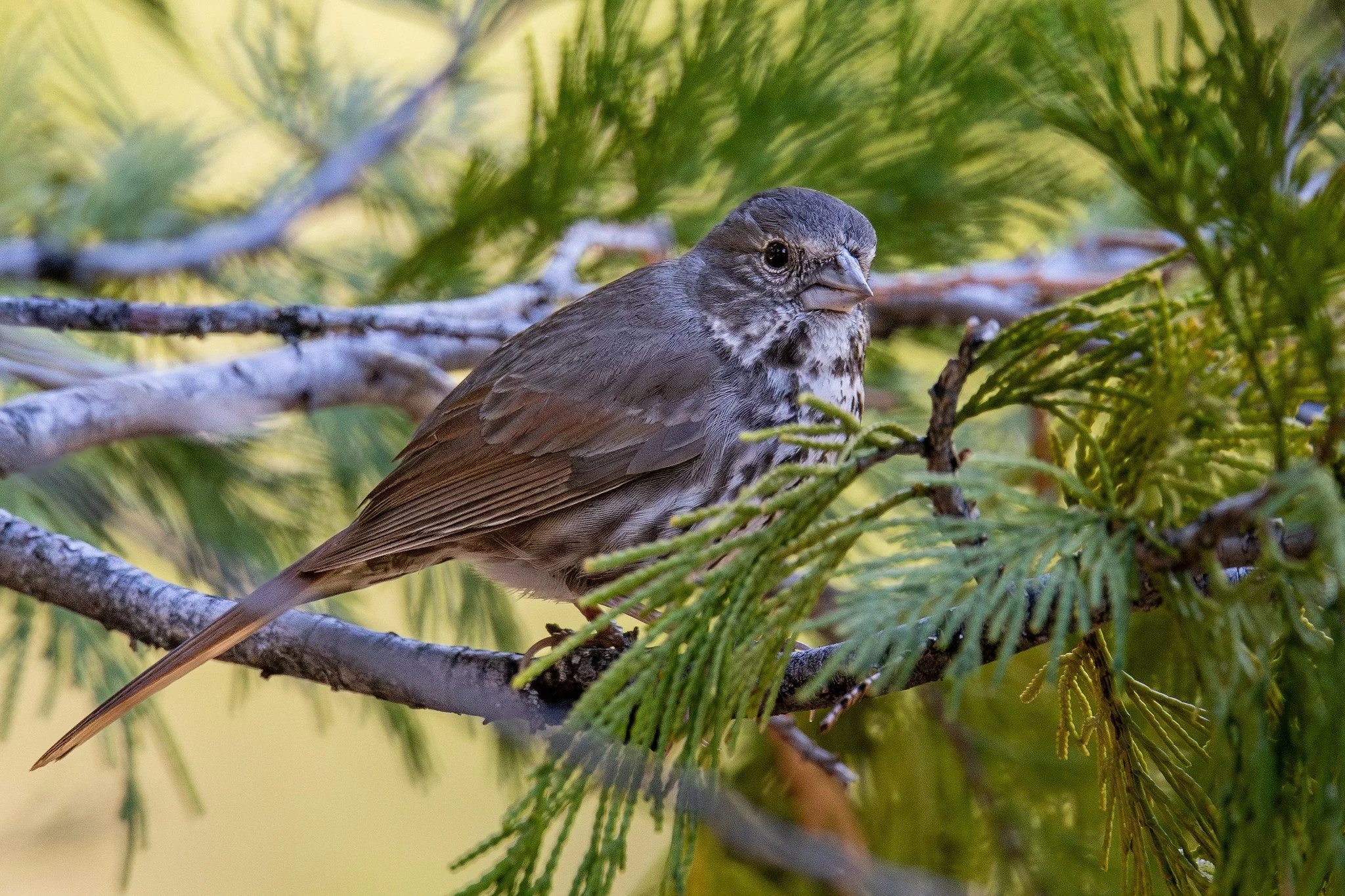 Fox Sparrow, Thick-billed (Passerella iliaca [megarhyncha Group])