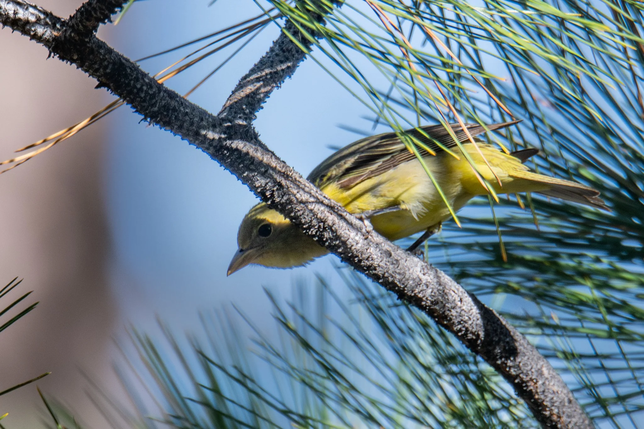 Western Tanager (Piranga ludoviciana)