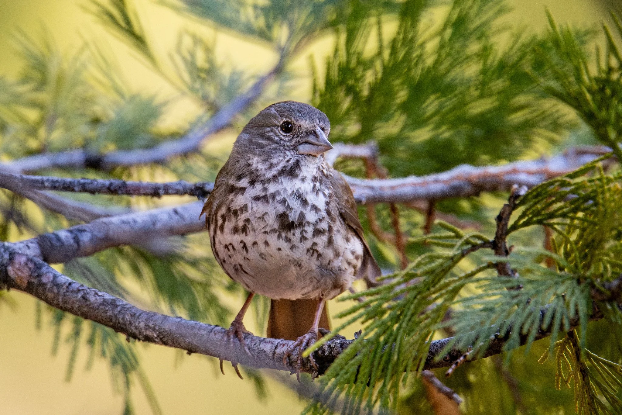 Fox Sparrow, Thick-billed (Passerella iliaca [megarhyncha Group])