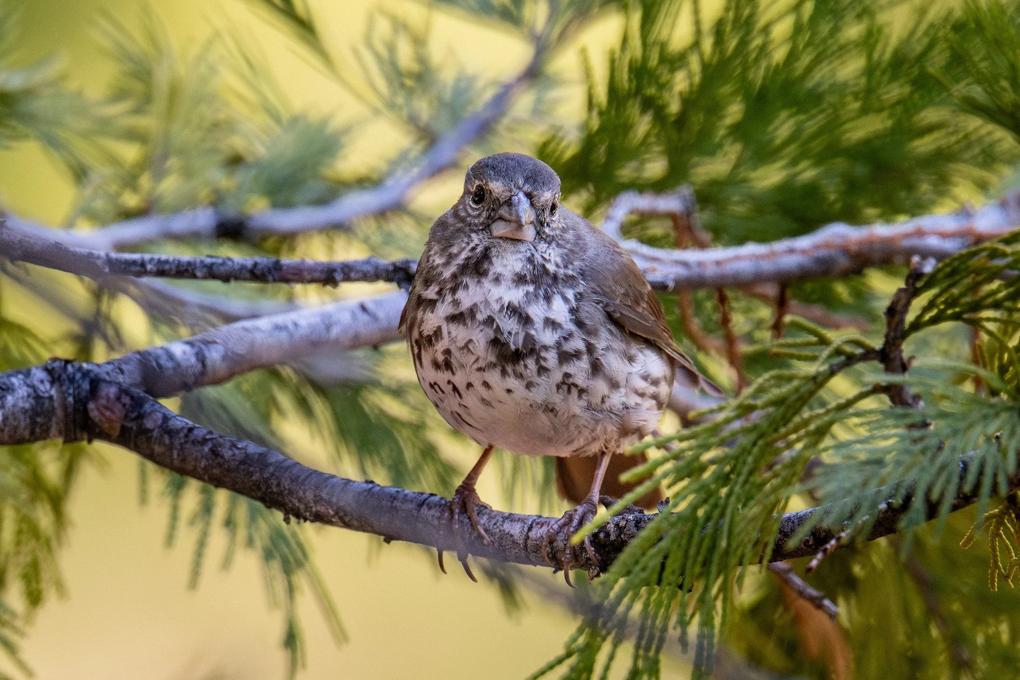 Fox Sparrow, Thick-billed (Passerella iliaca [megarhyncha Group])