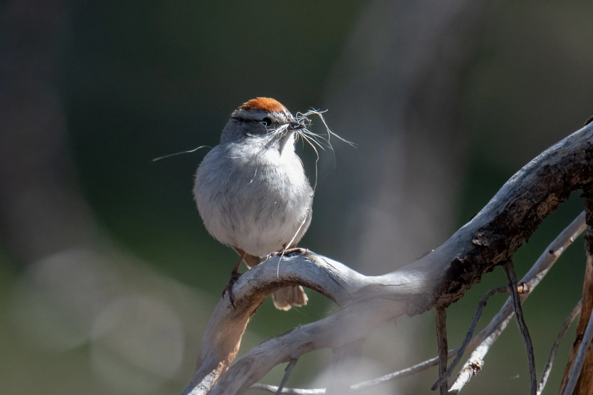 Chipping Sparrow (Spizella passerina)