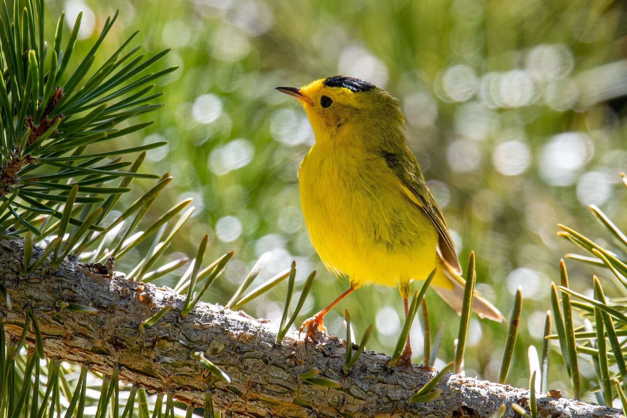 Wilson's Warbler (Cardellina pusilla)