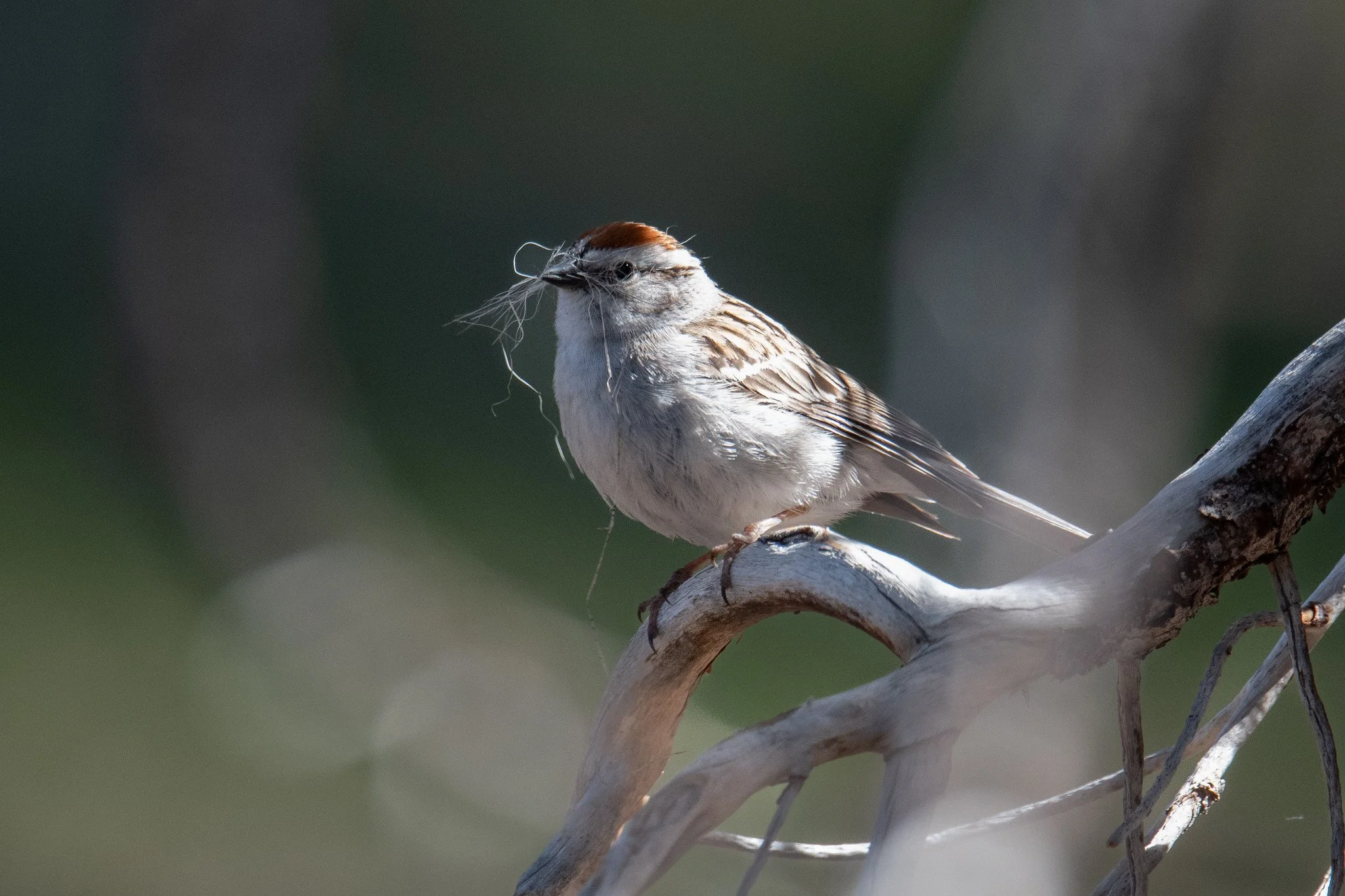 Chipping Sparrow (Spizella passerina)