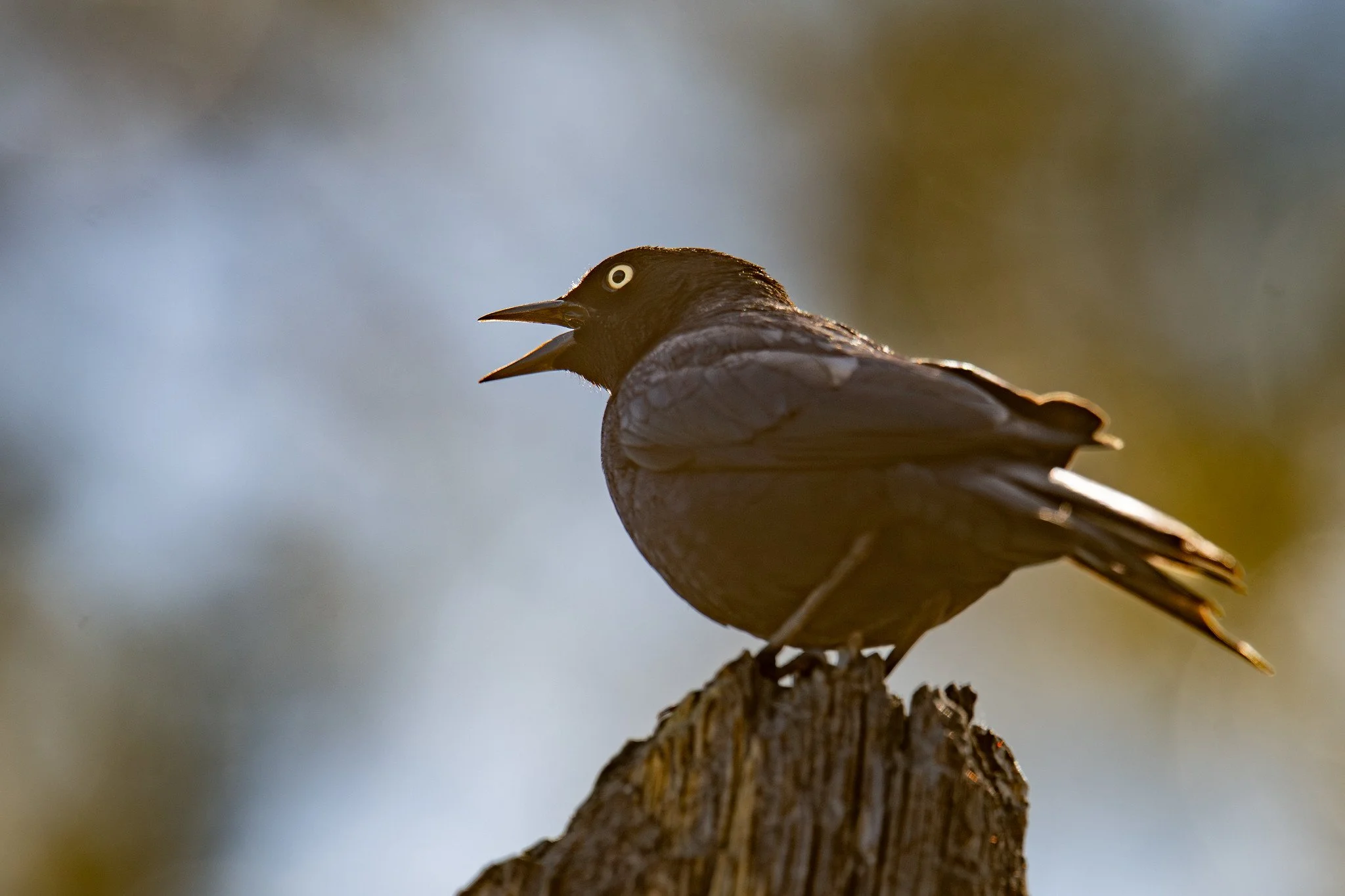Brewer's Blackbird (Euphagus cyanocephalus)