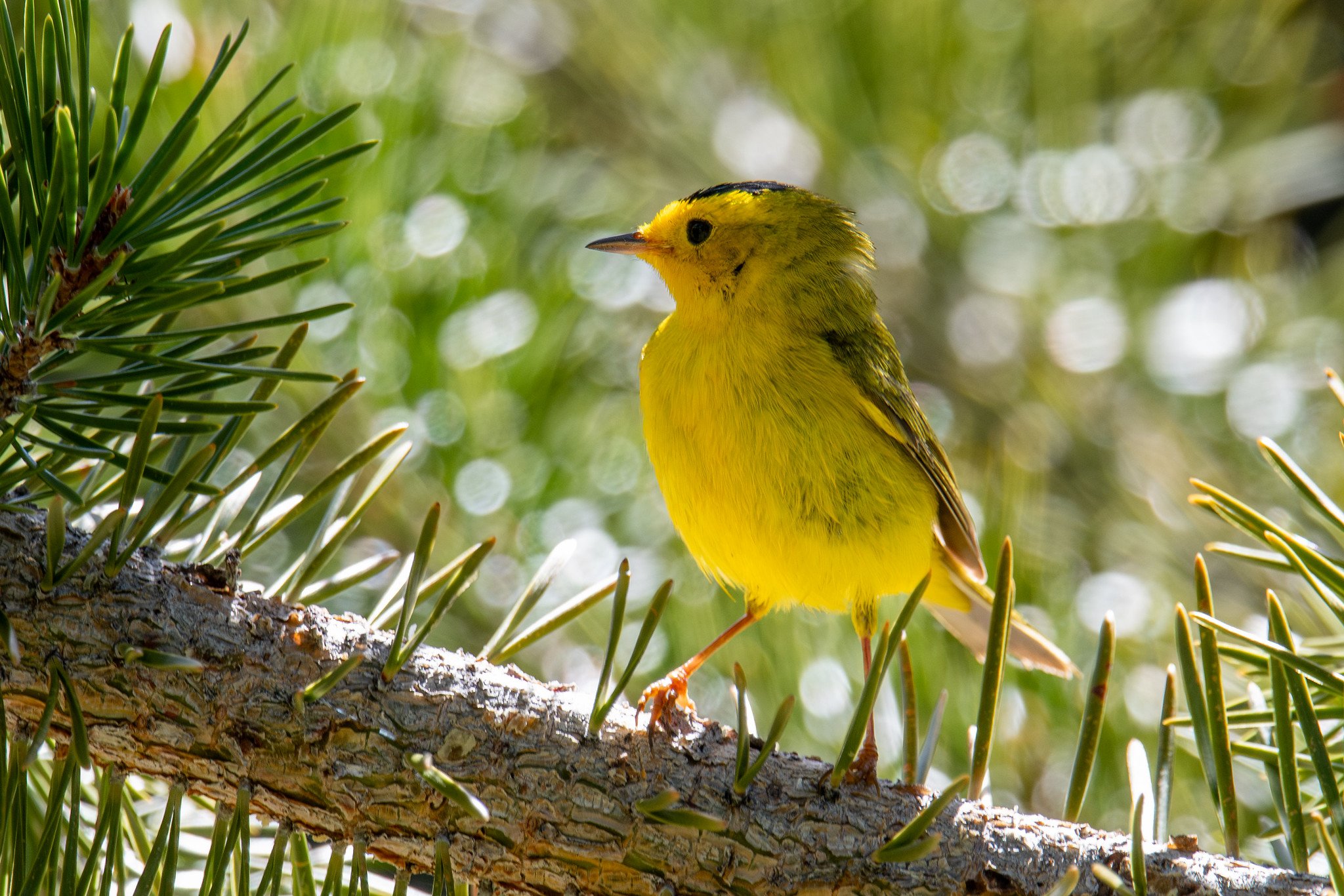 Wilson's Warbler (Cardellina pusilla)