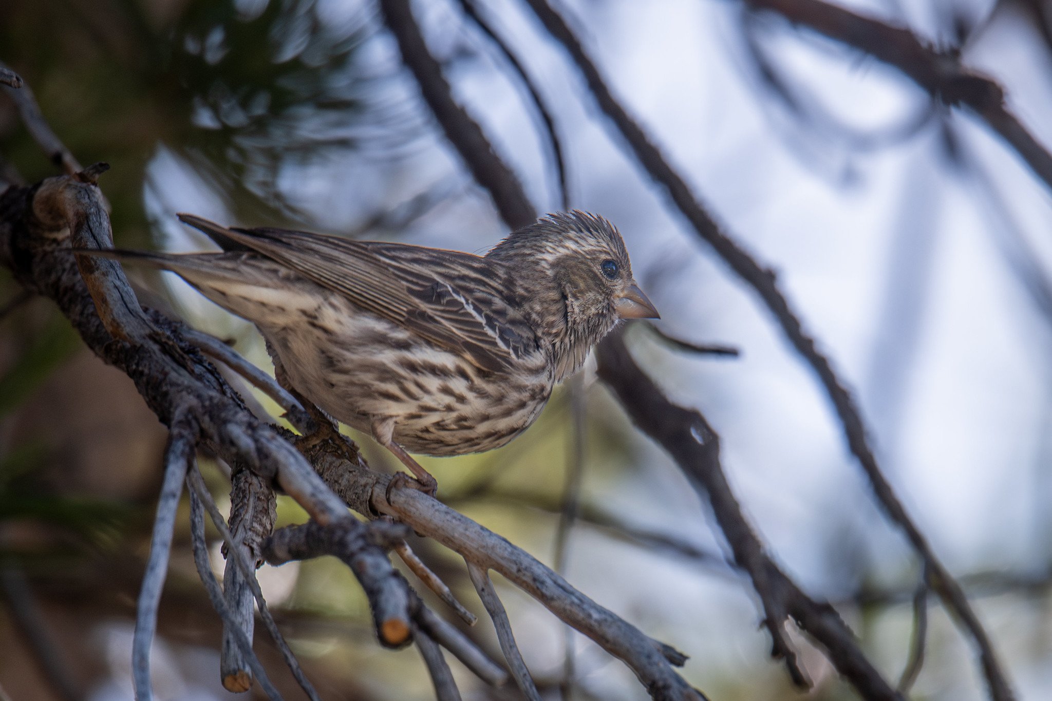 Cassin's Finch (Haemorhous cassinii)