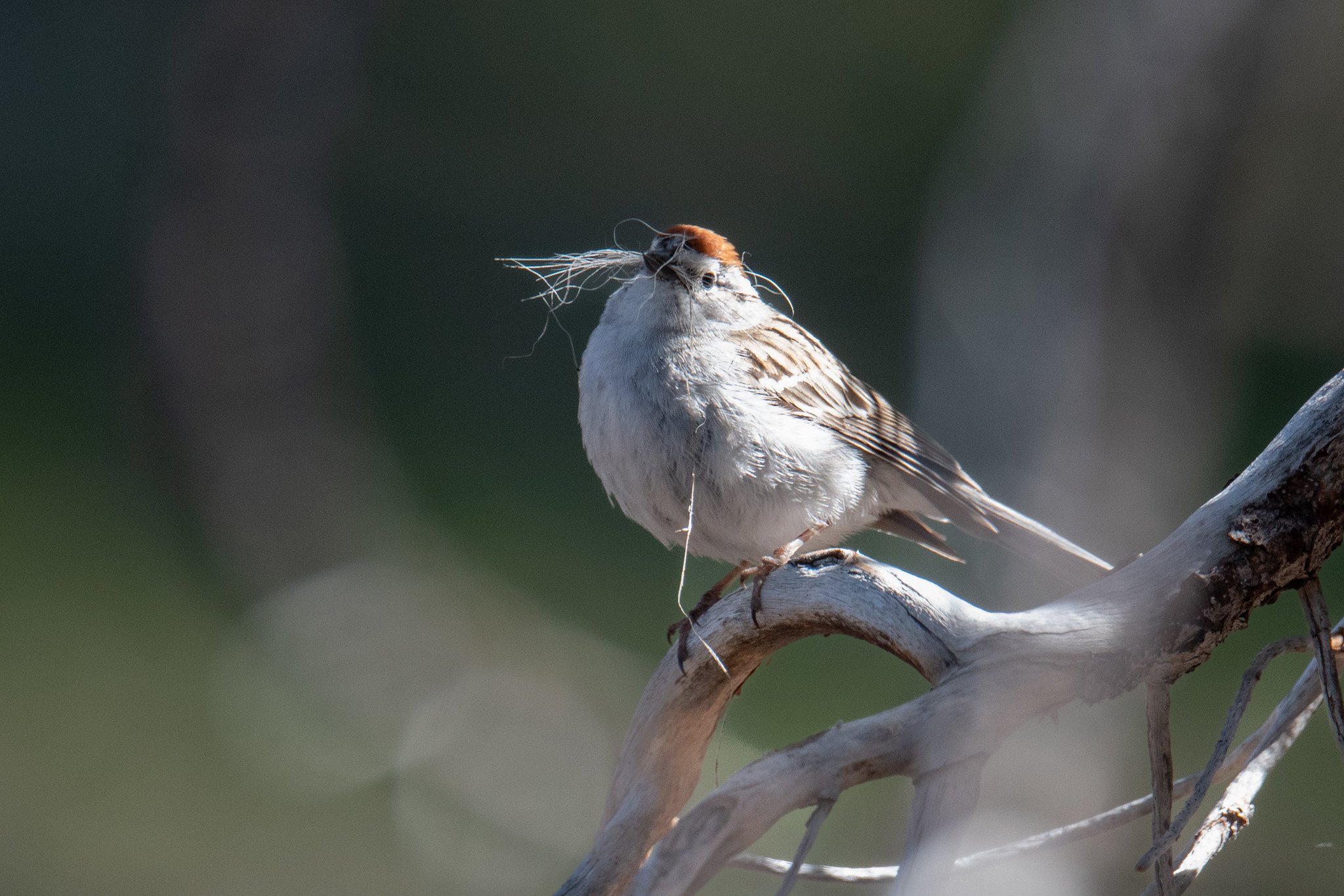 Chipping Sparrow (Spizella passerina)