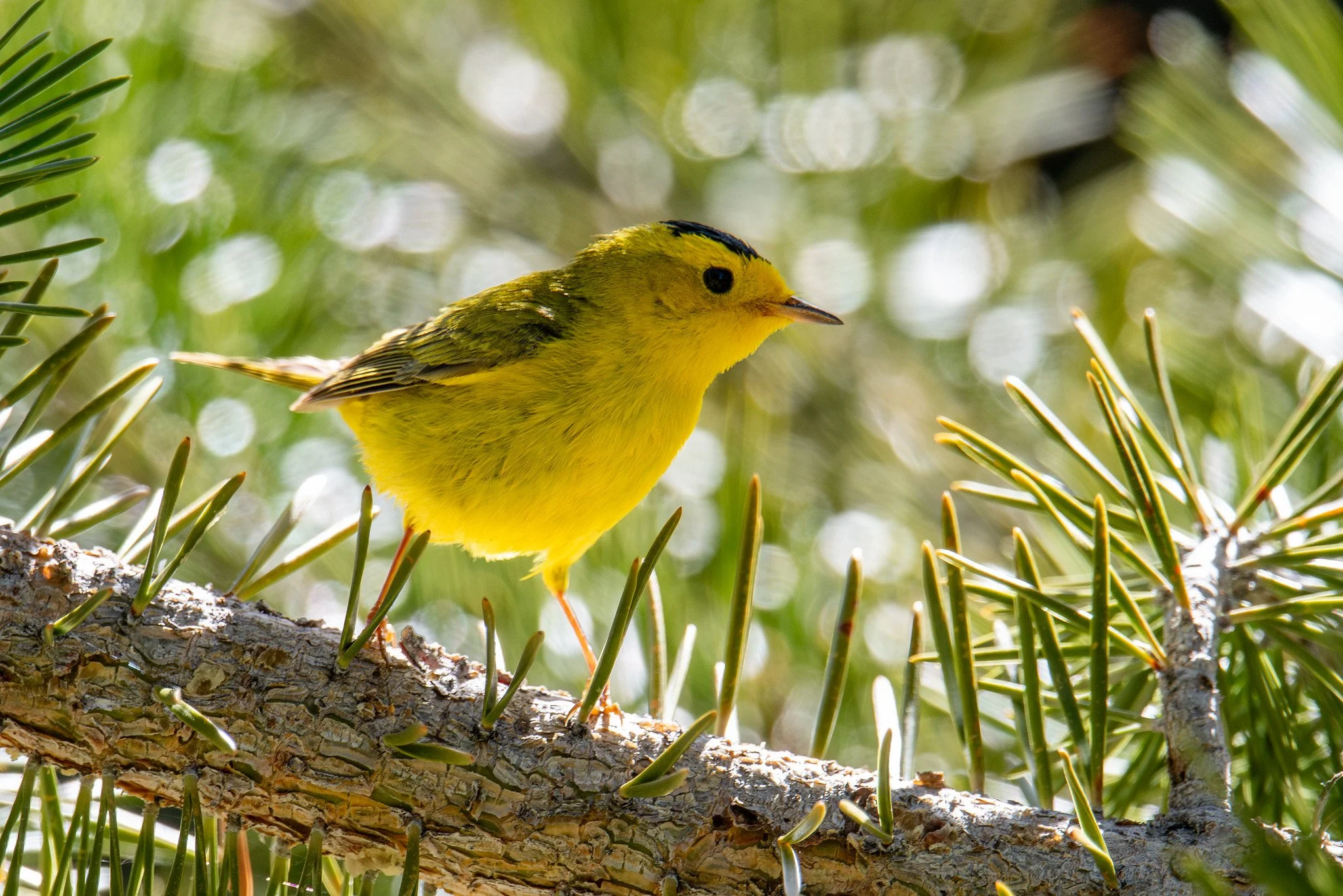 Wilson's Warbler (Cardellina pusilla)
