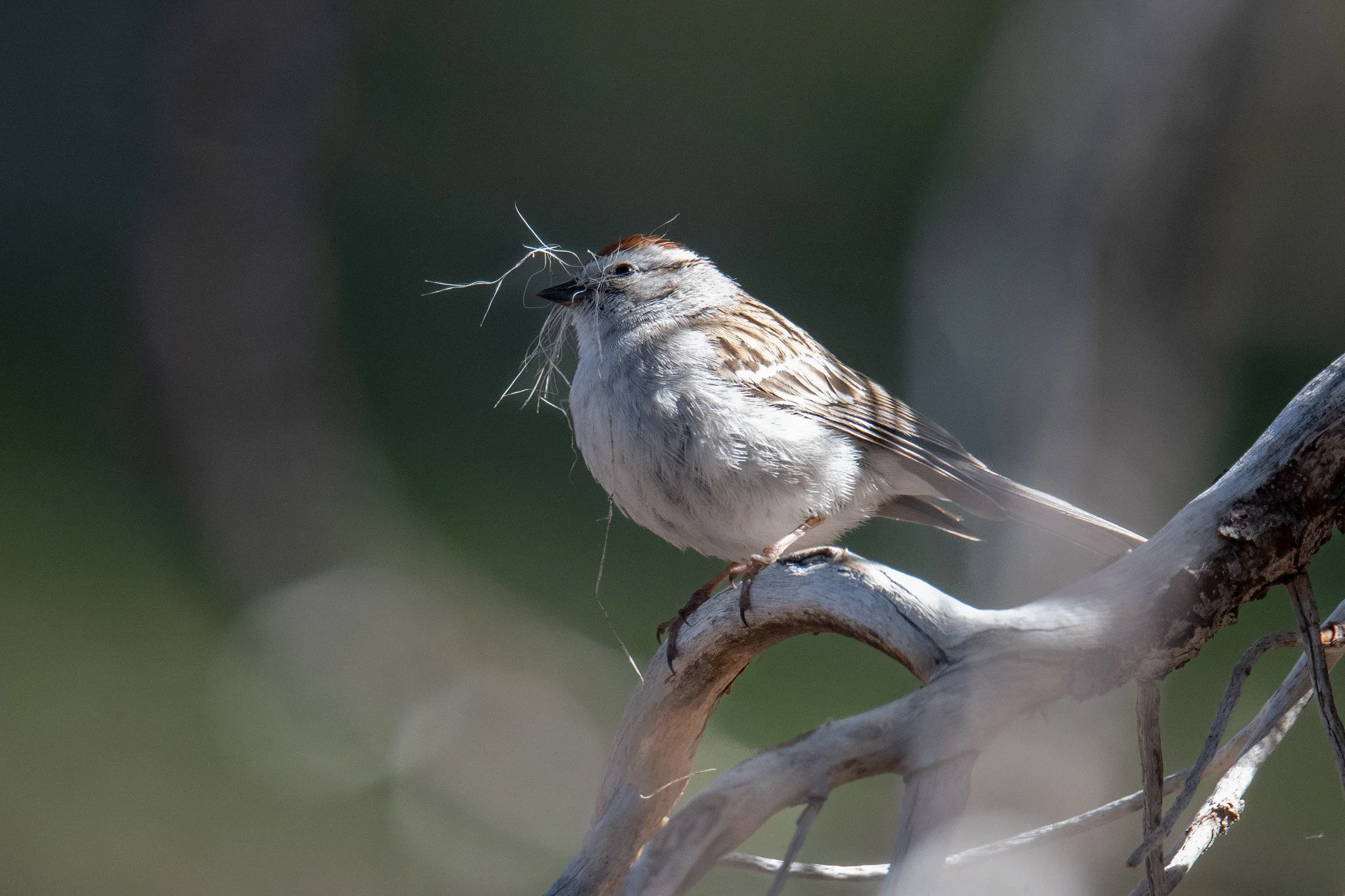 Chipping Sparrow (Spizella passerina)