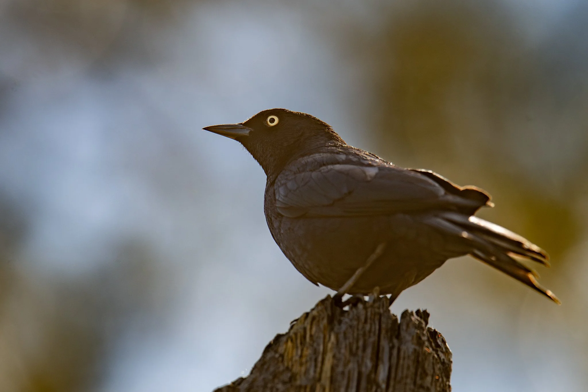 Brewer's Blackbird (Euphagus cyanocephalus)