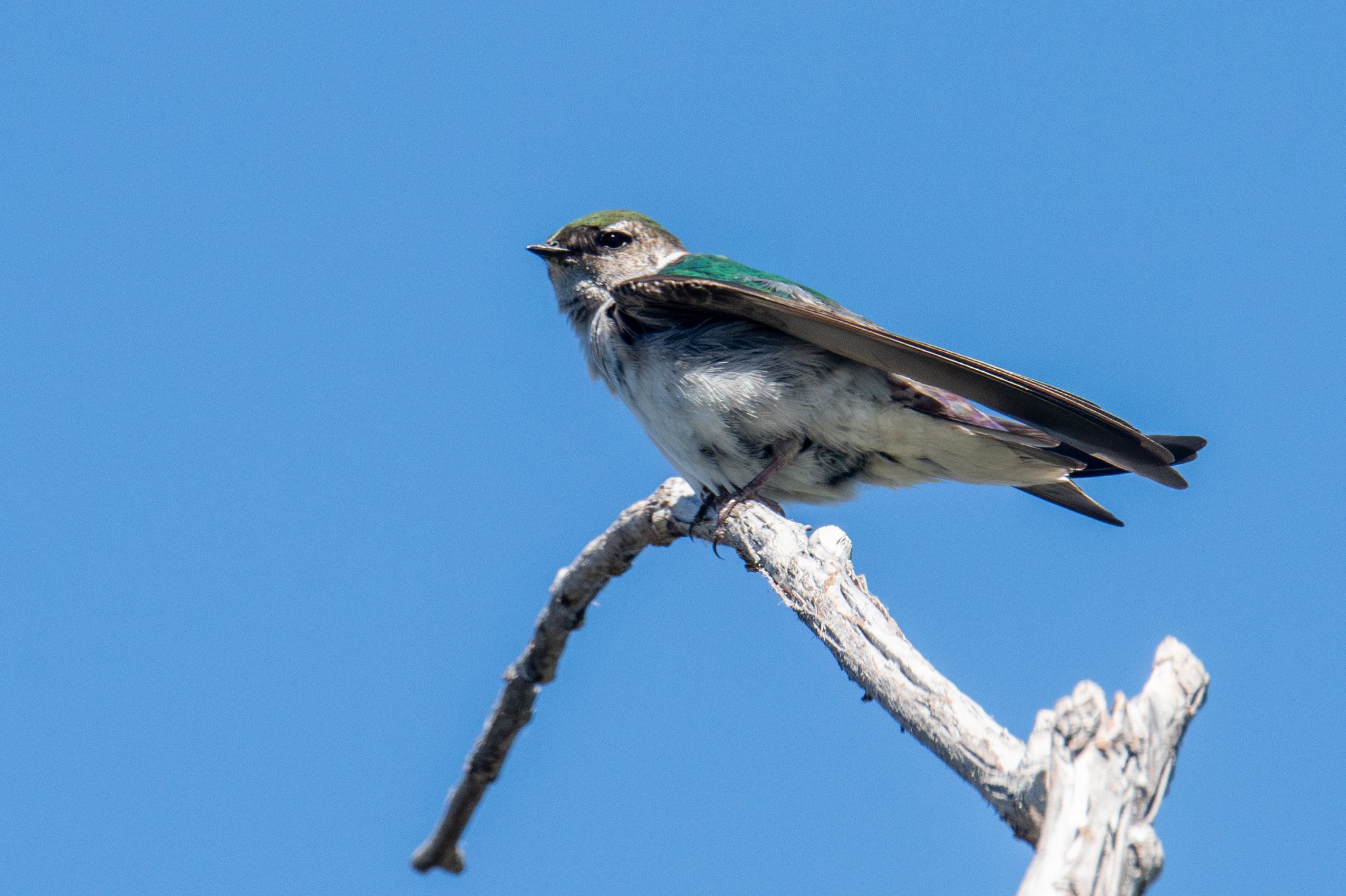 Violet-green Swallow (Tachycineta thalassina)