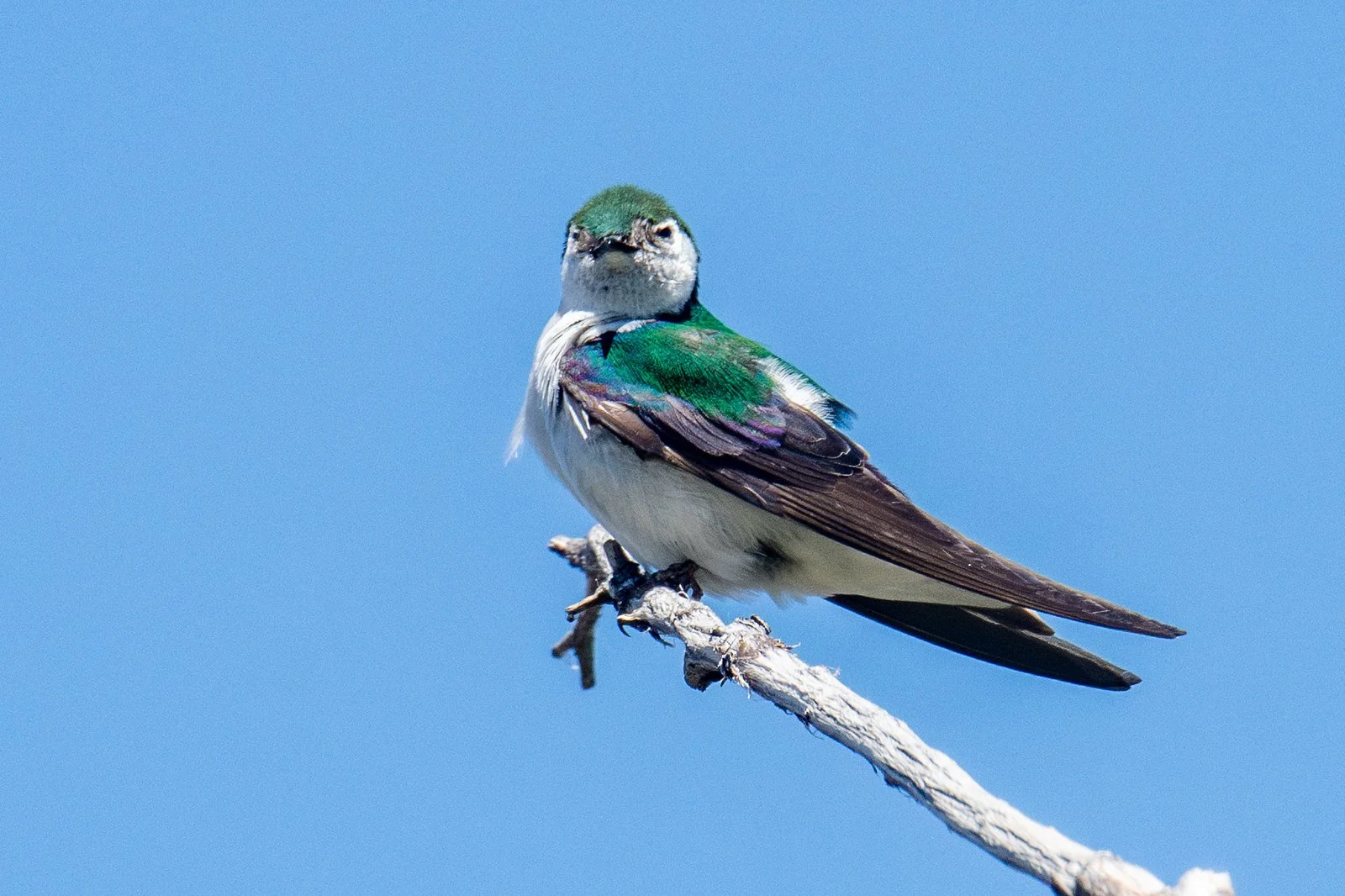 Violet-green Swallow (Tachycineta thalassina)