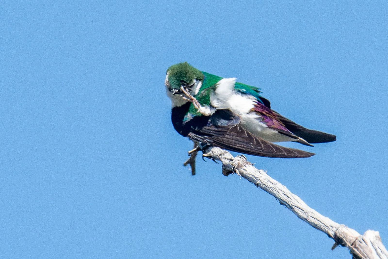 Violet-green Swallow (Tachycineta thalassina)