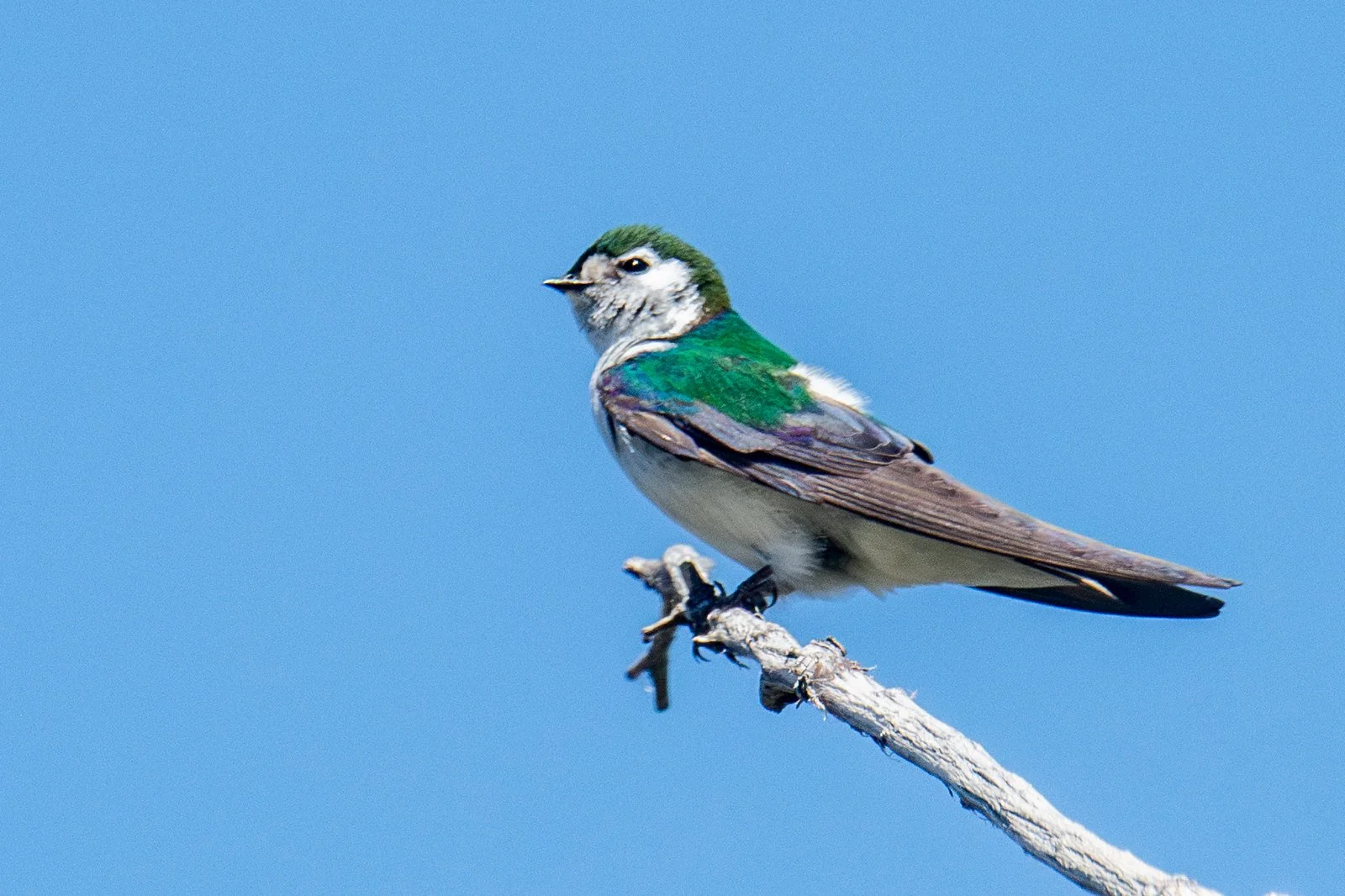 Violet-green Swallow (Tachycineta thalassina)