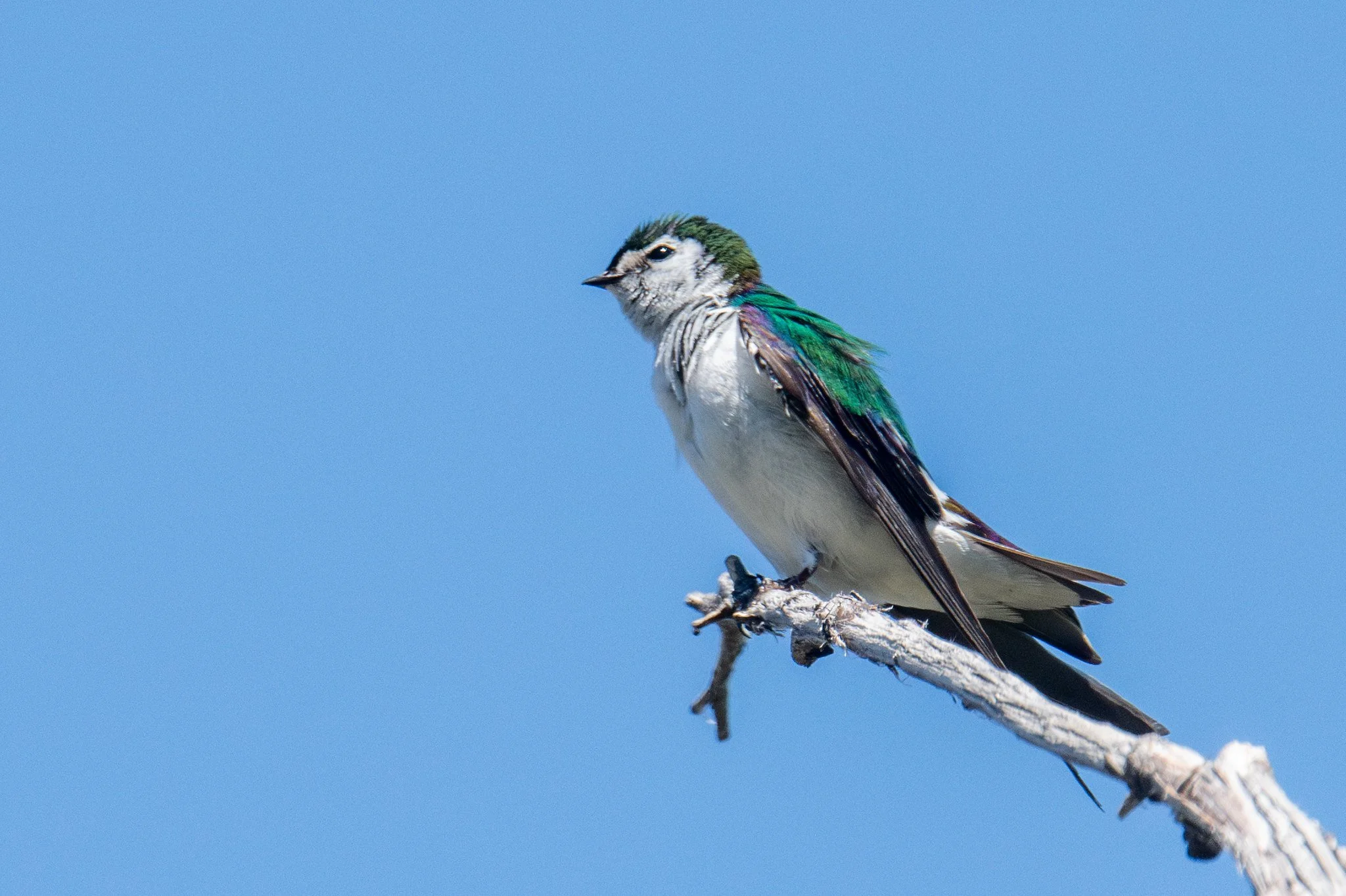 Violet-green Swallow (Tachycineta thalassina)