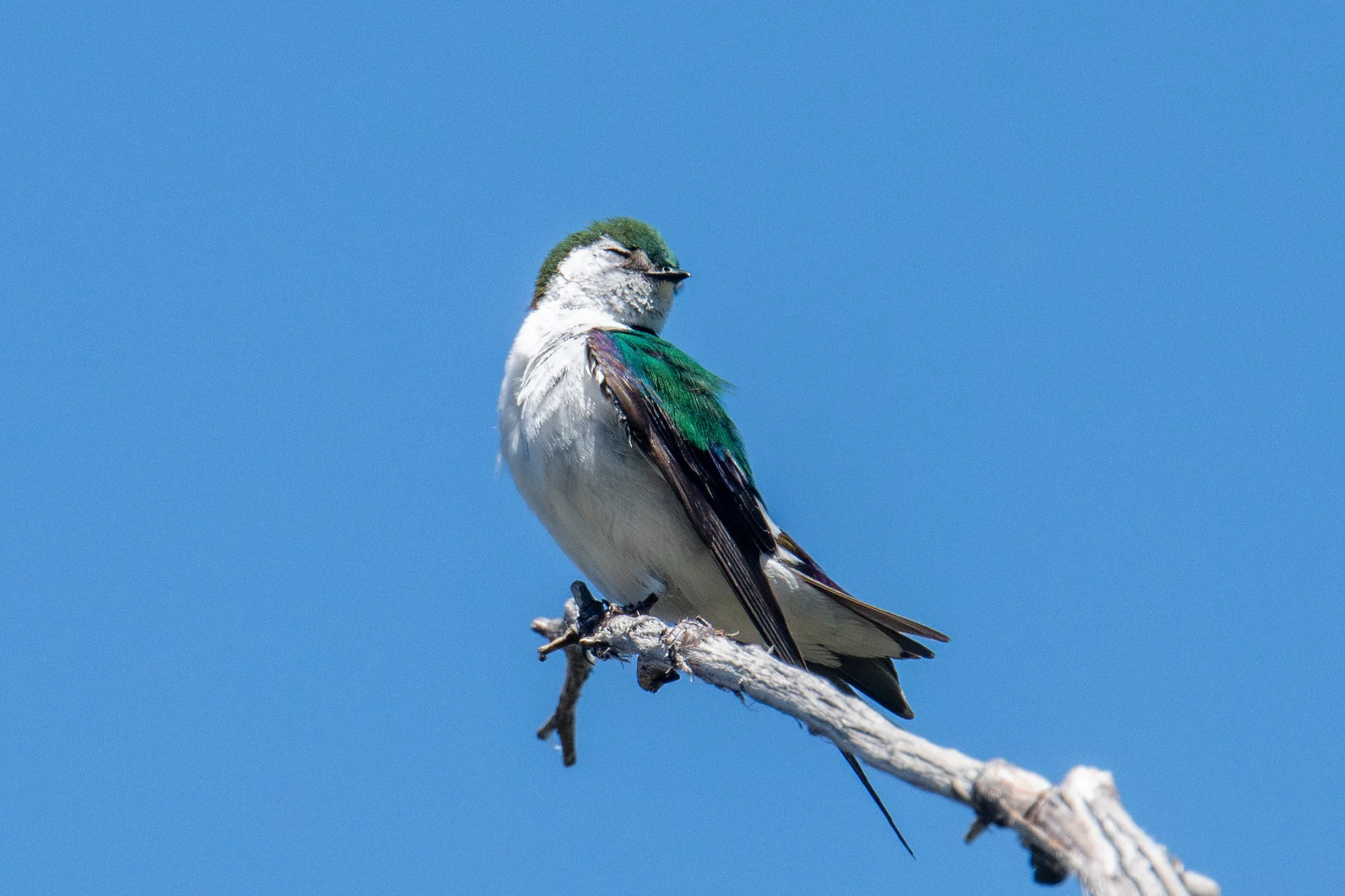 Violet-green Swallow (Tachycineta thalassina)